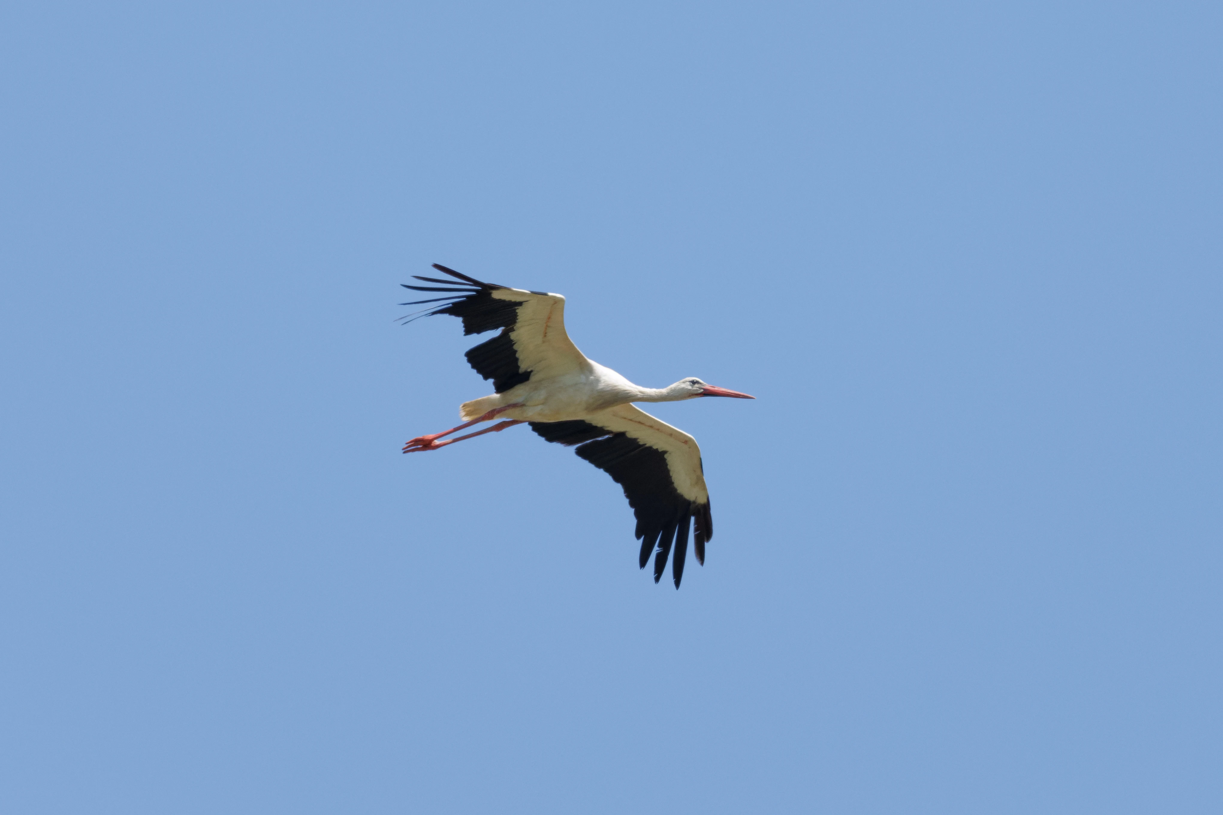 White Stork, Romanian Steppe, Romania — photo by Orlando Prugel-Bennett