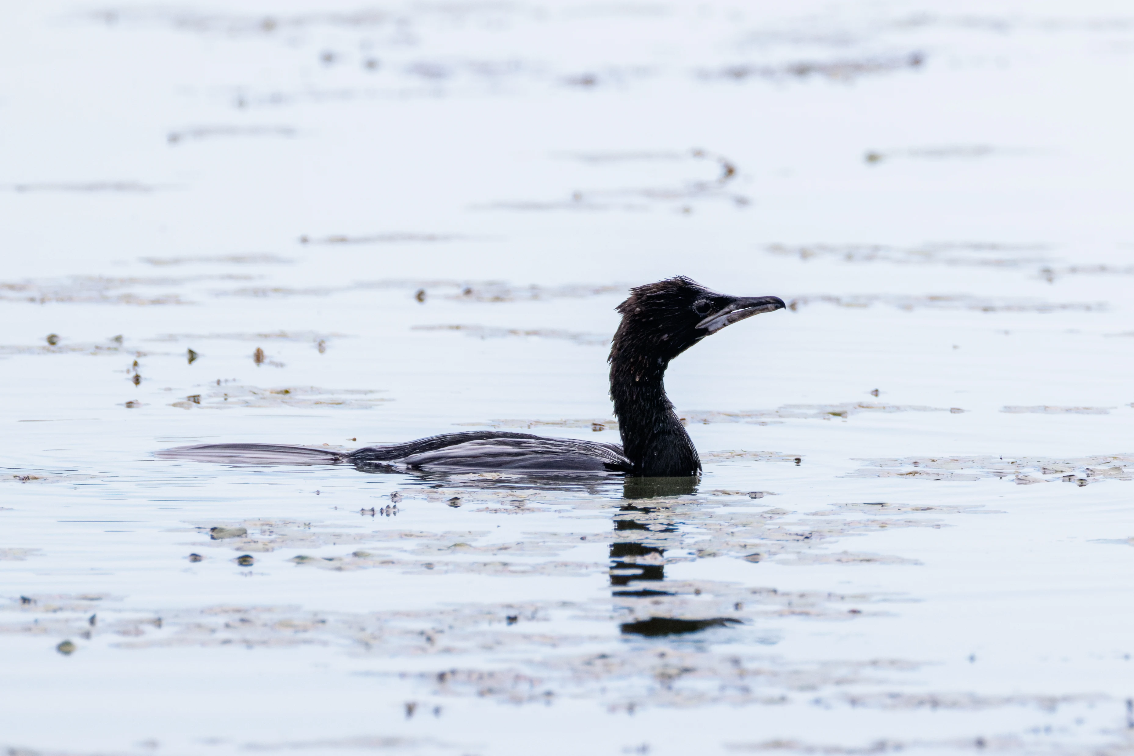 Pygmy Cormorant, Danube Delta, Romania — photo by Orlando Prugel-Bennett