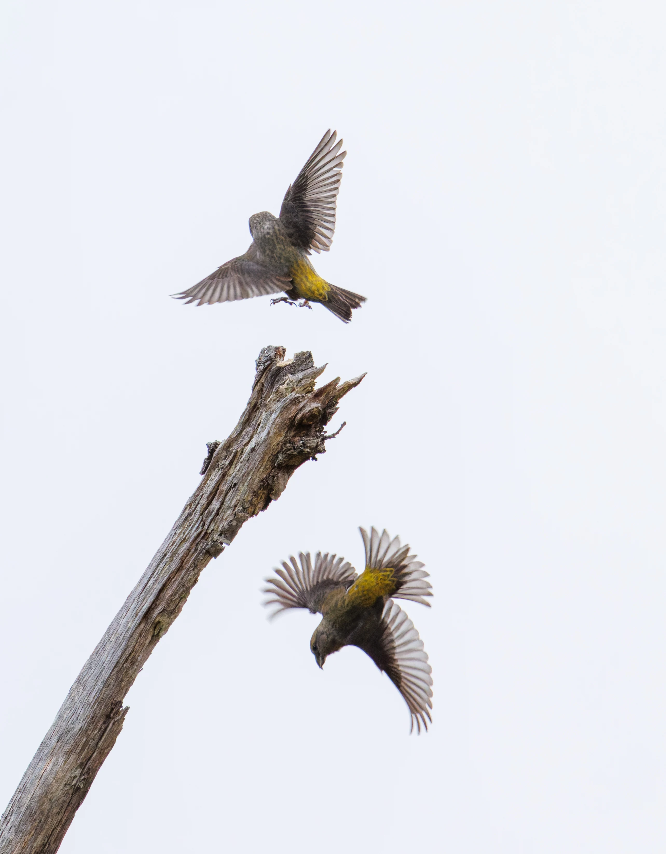 Common Crossbills, Hawkhill, Hampshire, UK — photo by Orlando Prugel-Bennett