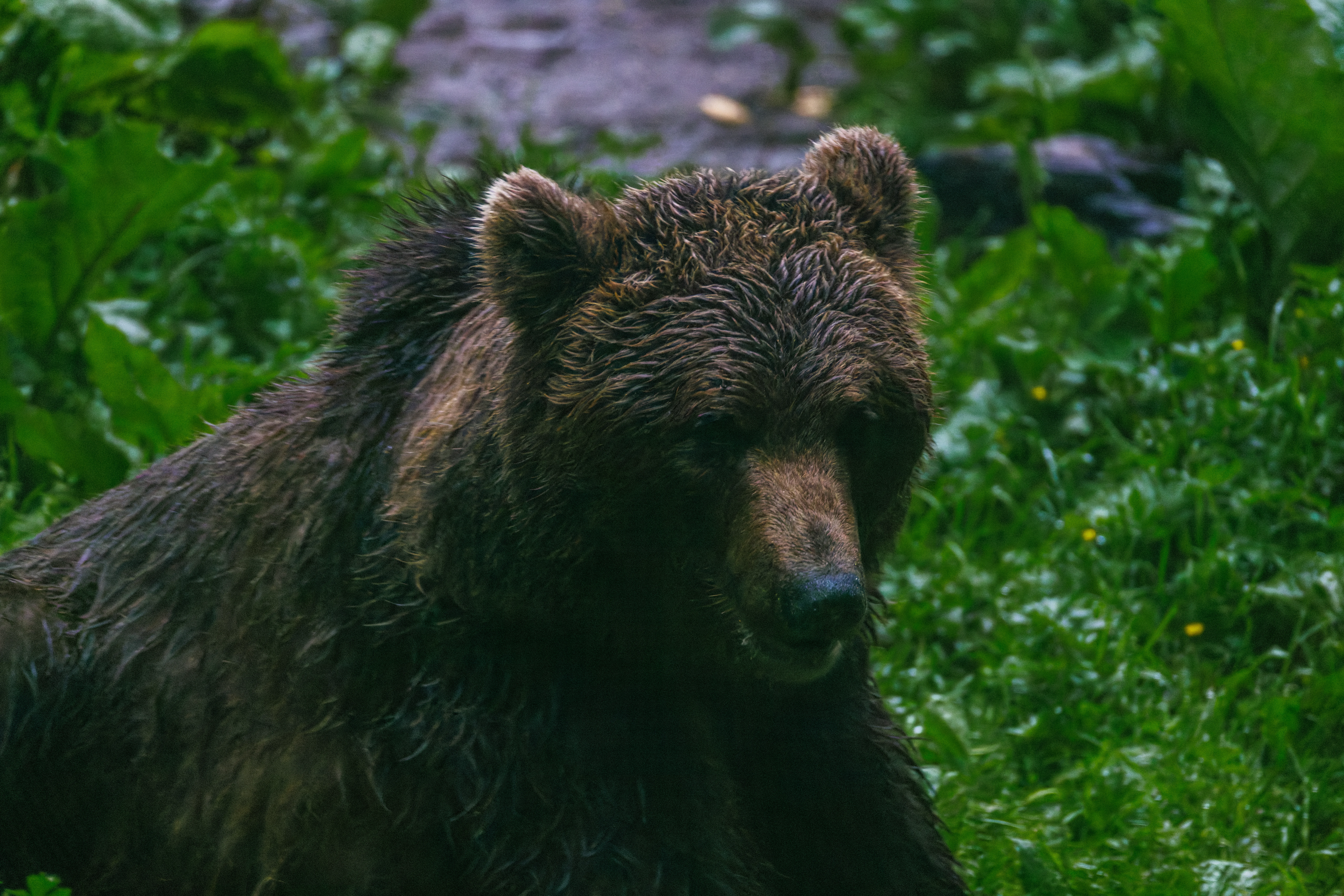 Brown Bear, Transylvania, Romania — photo by Orlando Prugel-Bennett