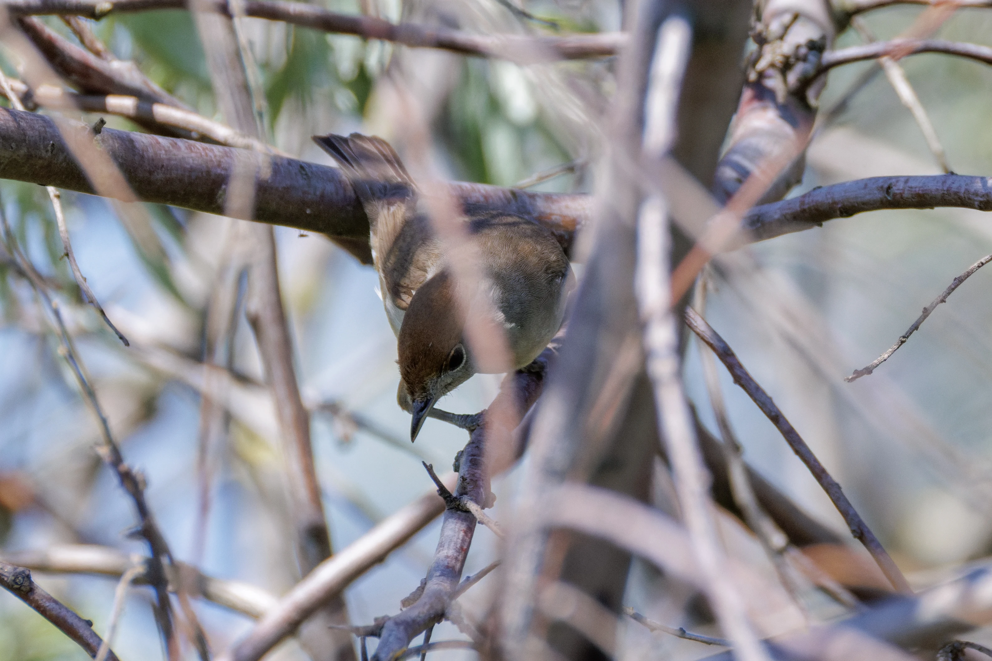 Blackcap, Romanian Steppe, Romania — photo by Orlando Prugel-Bennett