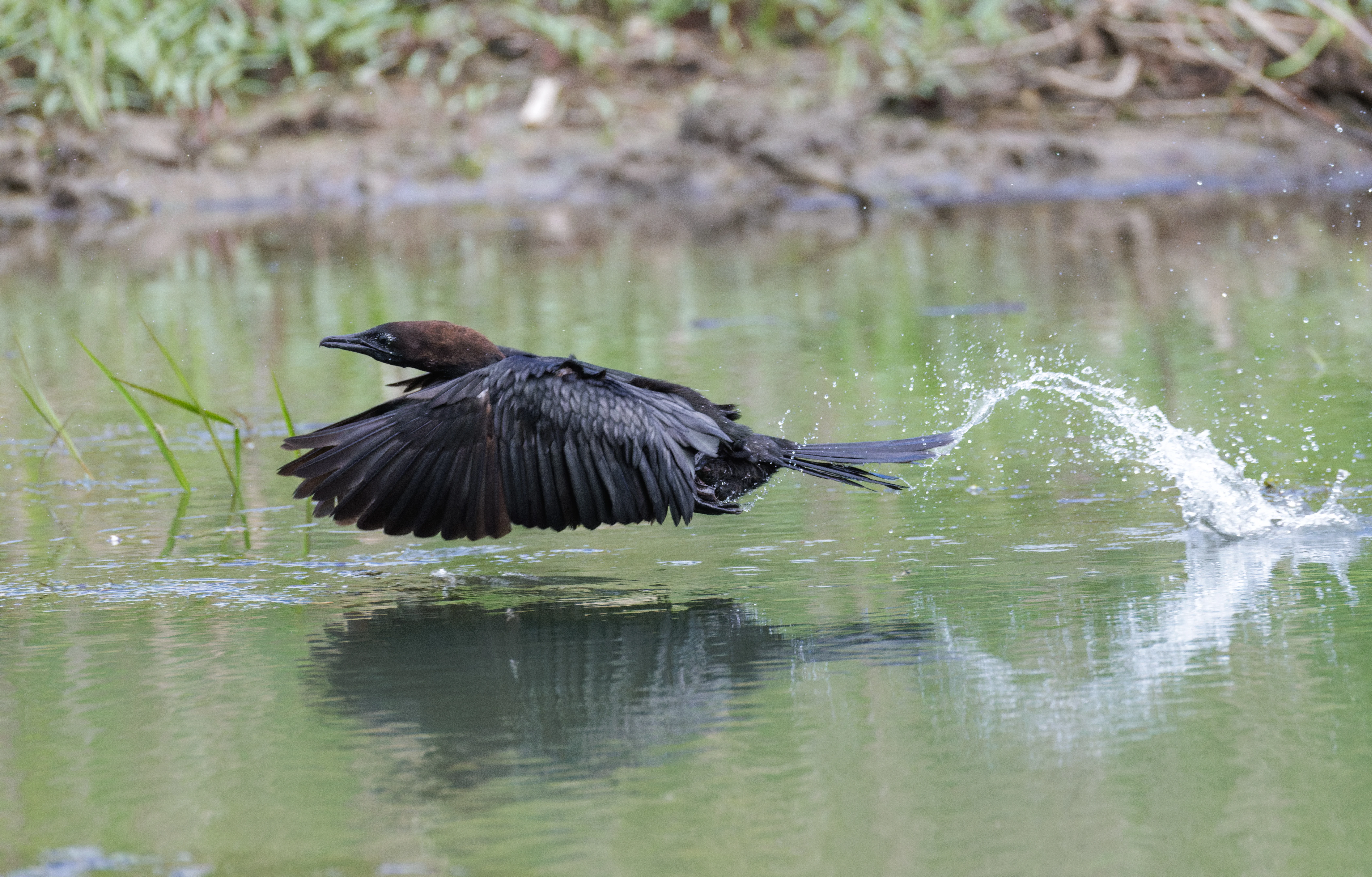 Pygmy Cormorant in flight, Danube Delta, Romania — photo by Orlando Prugel-Bennett