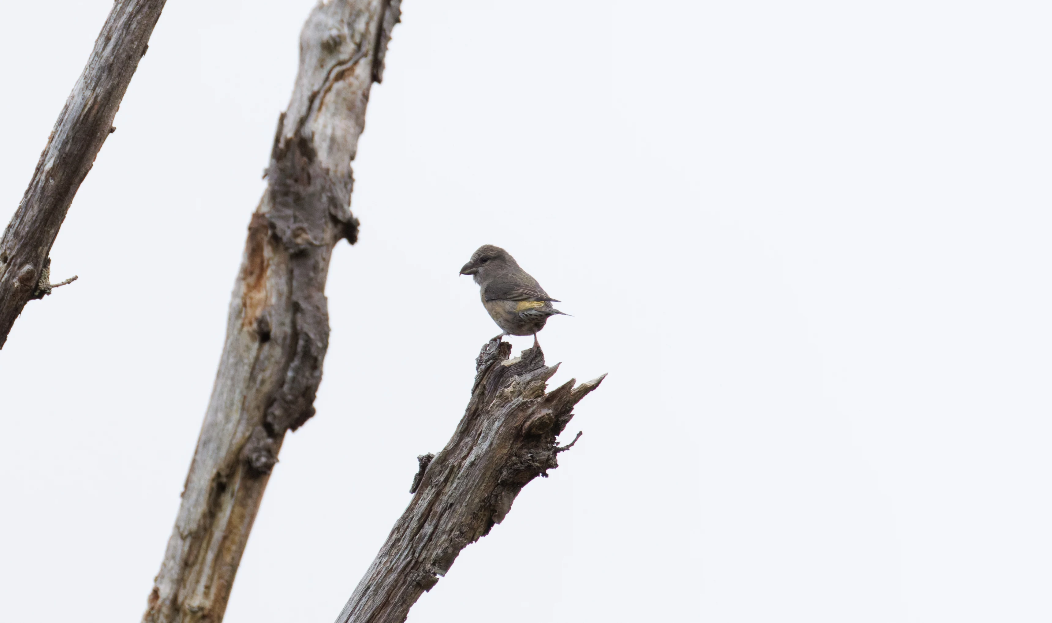Common Crossbill, Hawkhill, Hampshire, UK — photo by Orlando Prugel-Bennett