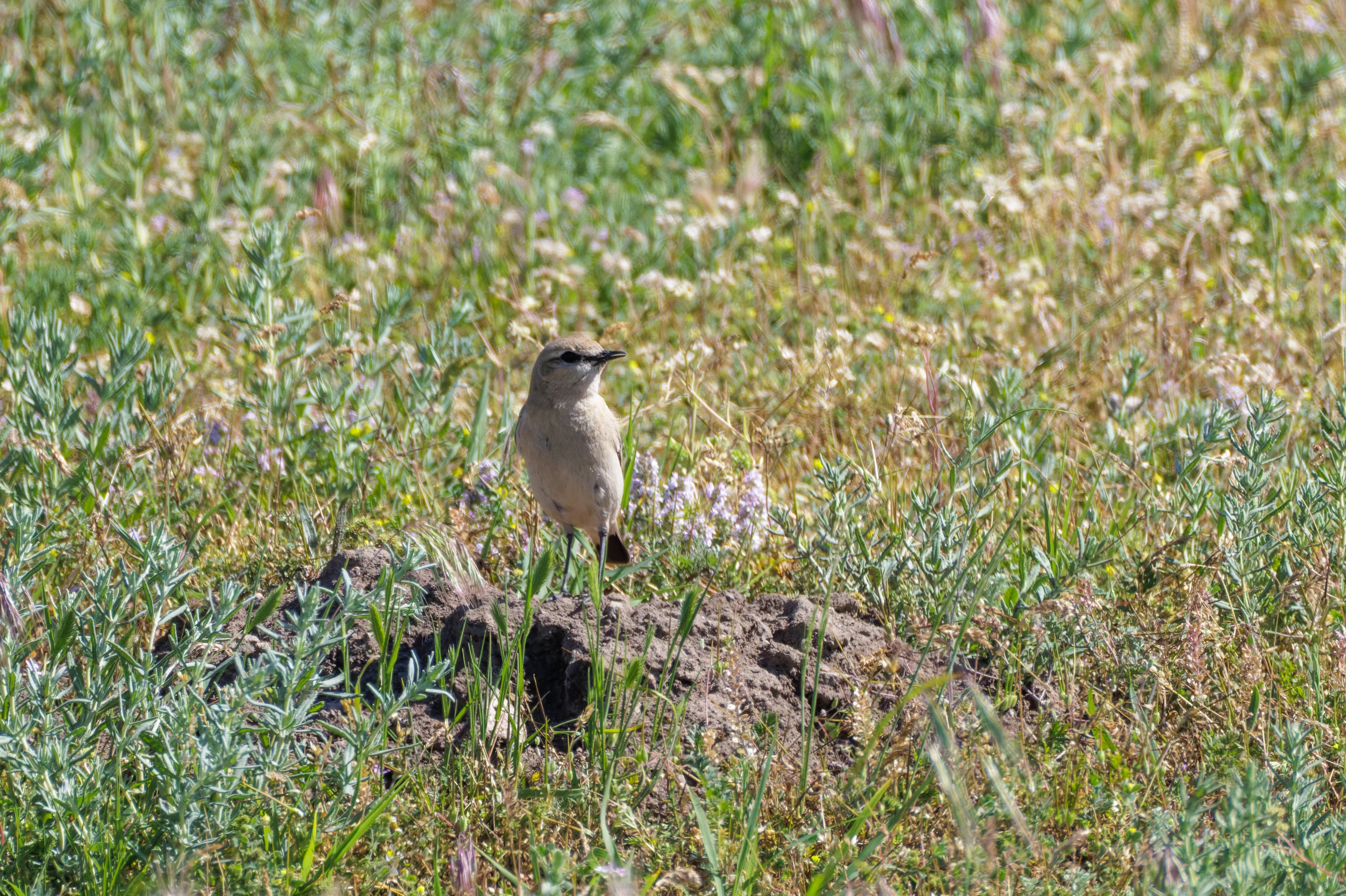 Isabelline Wheatear, Romanian Steppe, Romania — photo by Orlando Prugel-Bennett