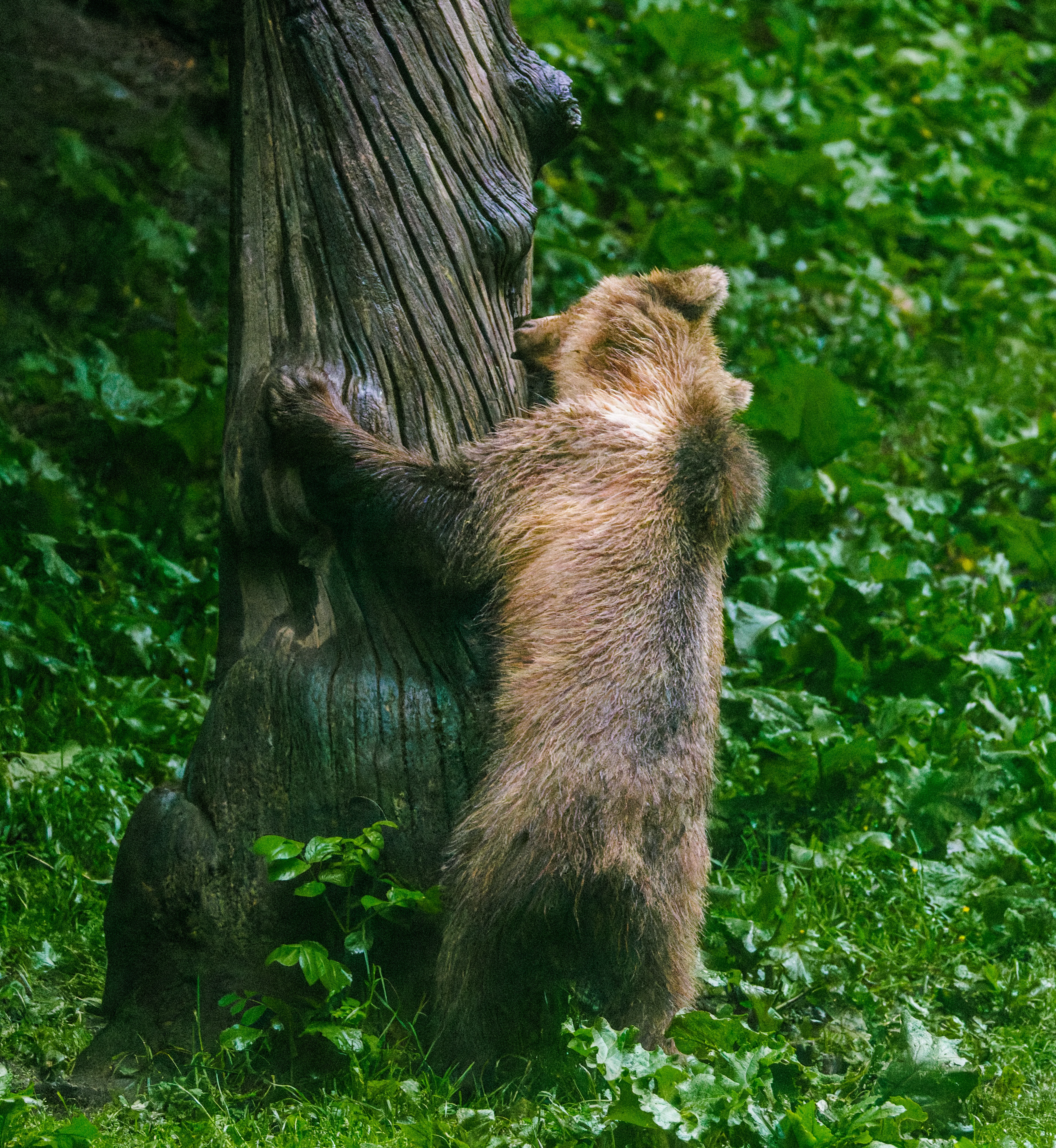 Brown Bear Climbing Tree, Transylvania, Romania — photo by Orlando Prugel-Bennett