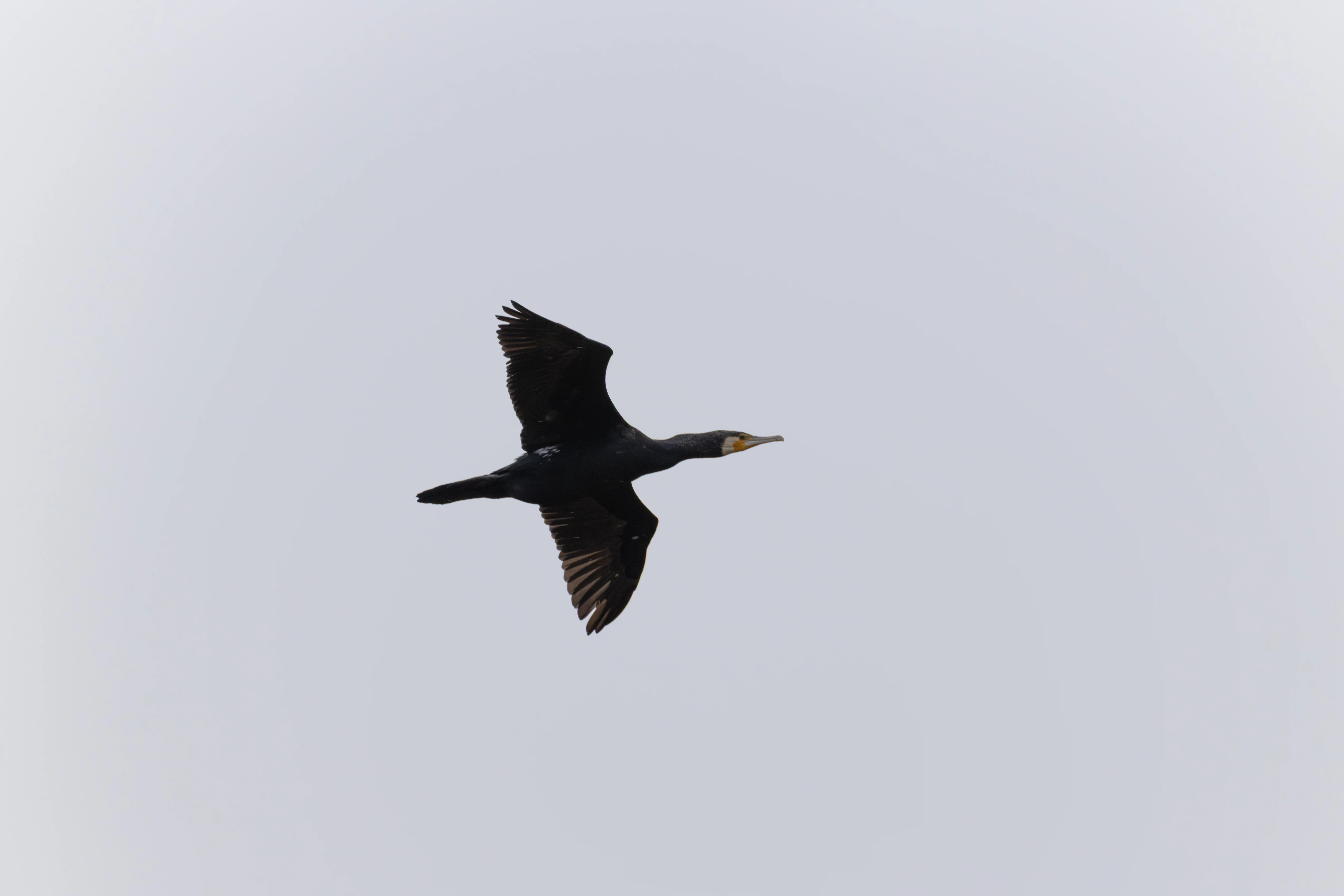 Great Cormorant, Clot de Galvany, Alicante, Spain — photo by Orlando Prugel-Bennett