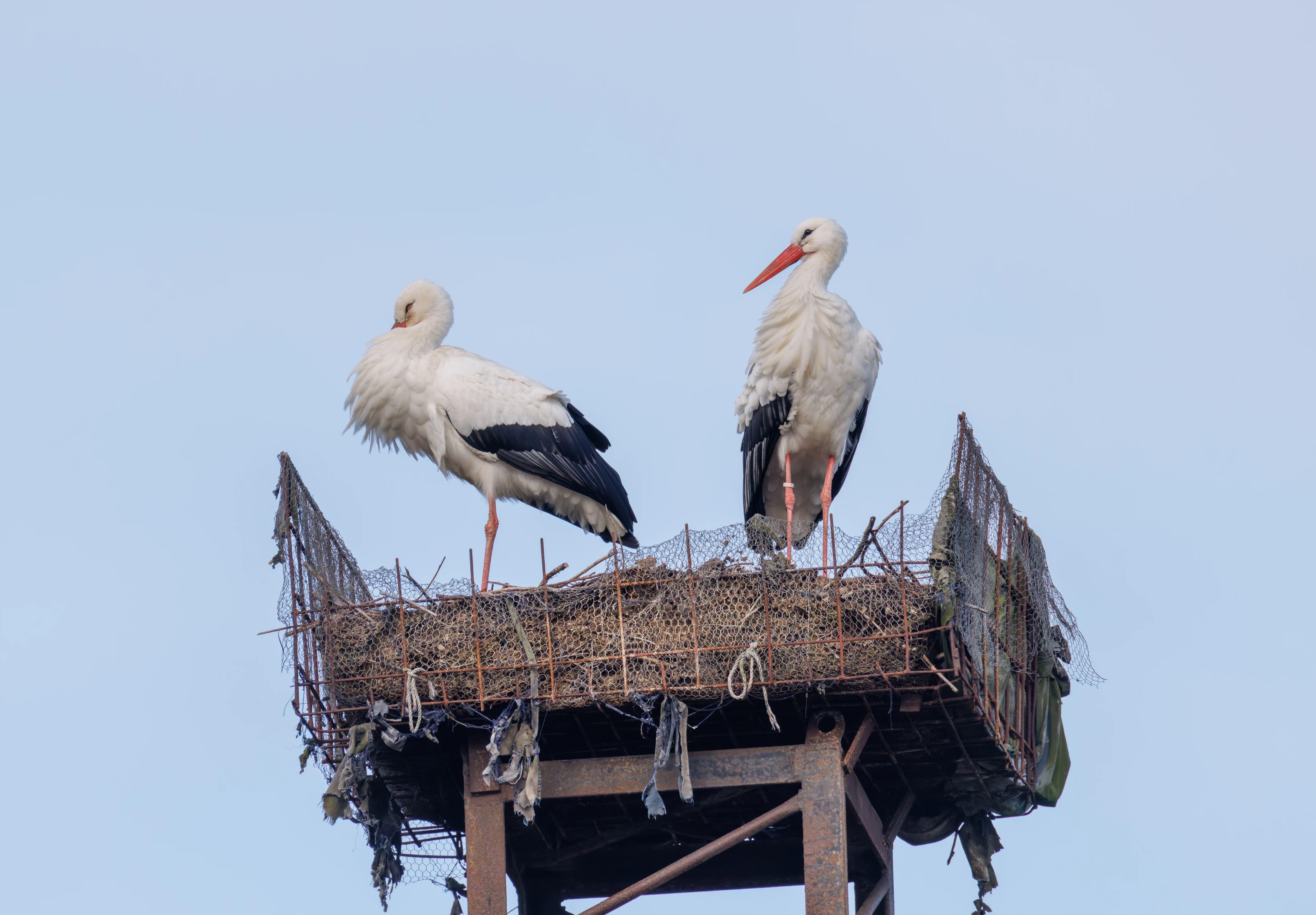 White Storks, Zeeland, Netherlands — photo by Orlando Prugel-Bennett