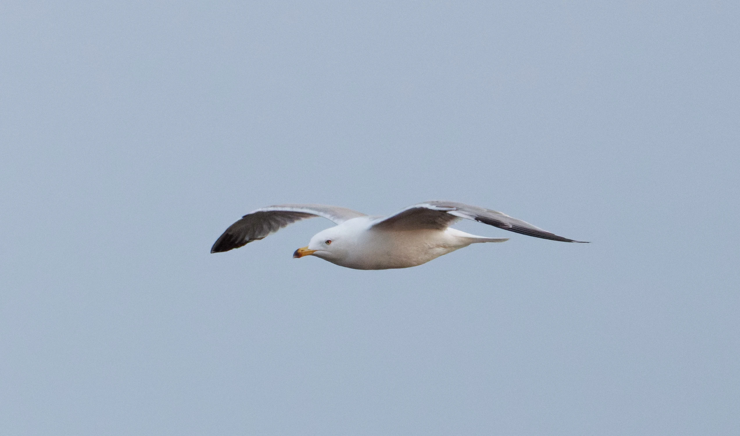 Yellow-legged Gull, Santa Pola Lighthouse, Alicante, Spain — photo by Orlando Prugel-Bennett