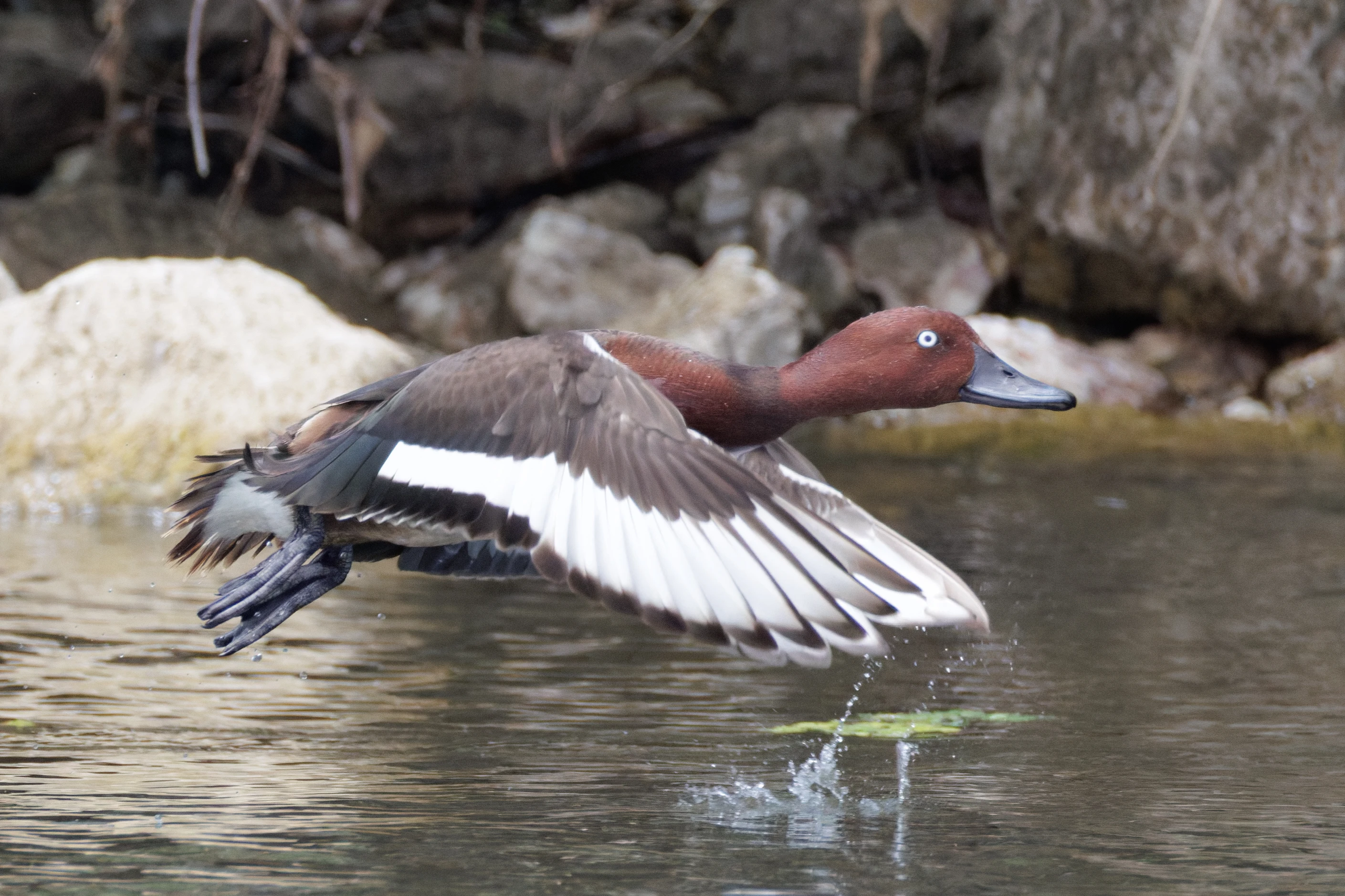 ferruginous duck, Danube Delta, Romania — photo by Orlando Prugel-Bennett
