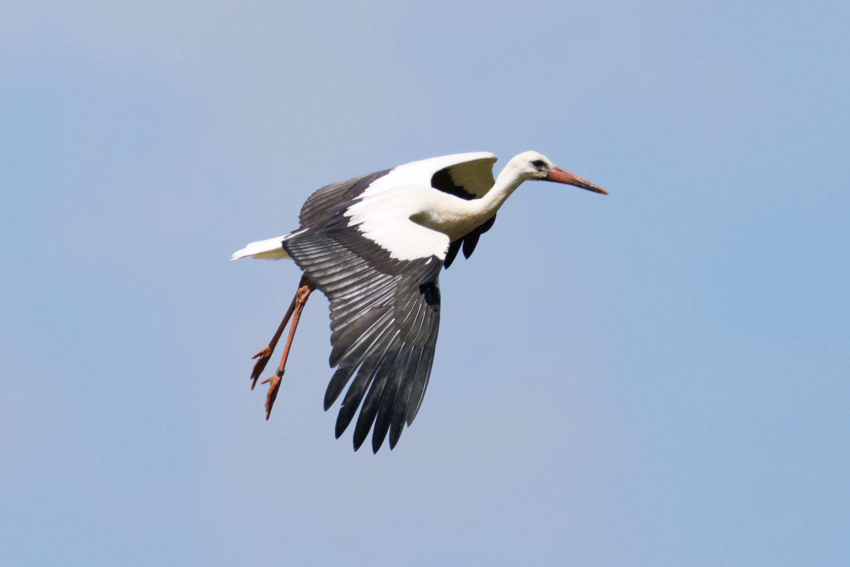 White Stork, Knepp, Horsham, West Sussex, UK — photo by Orlando Prugel-Bennett