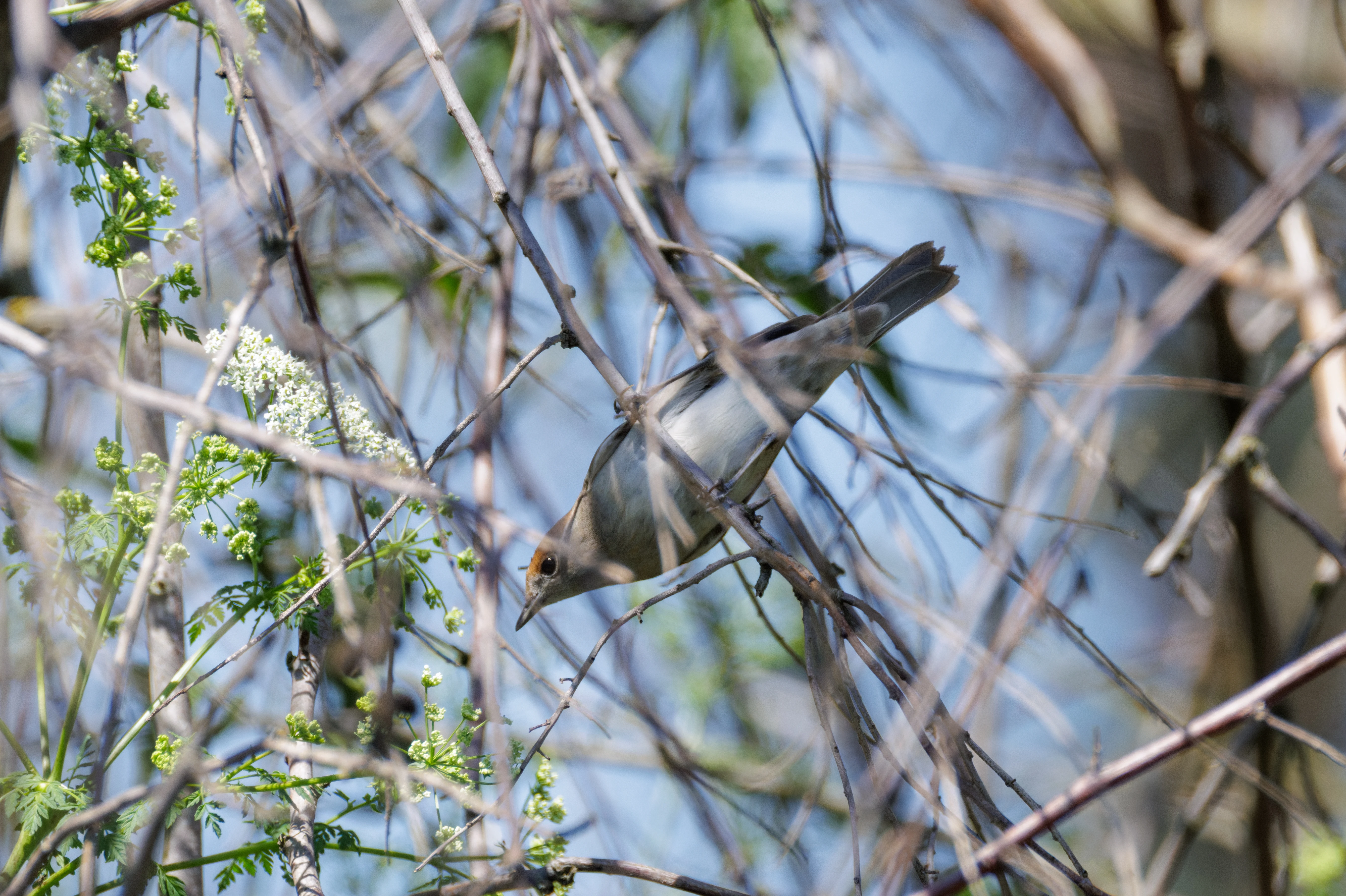 Blackcap, Romanian Steppe, Romania — photo by Orlando Prugel-Bennett