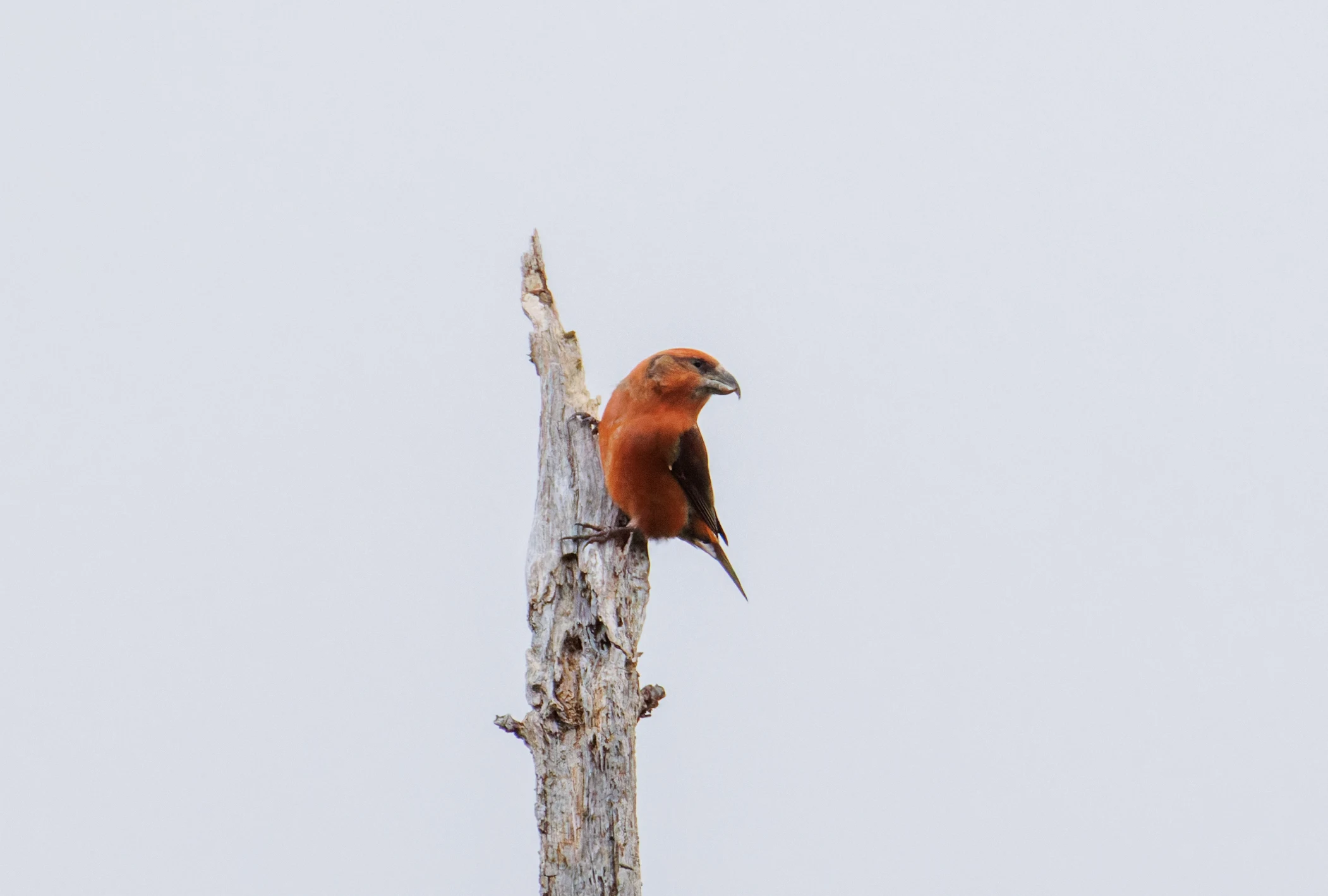 Common Crossbill, Hawkhill, Hampshire, UK — photo by Orlando Prugel-Bennett