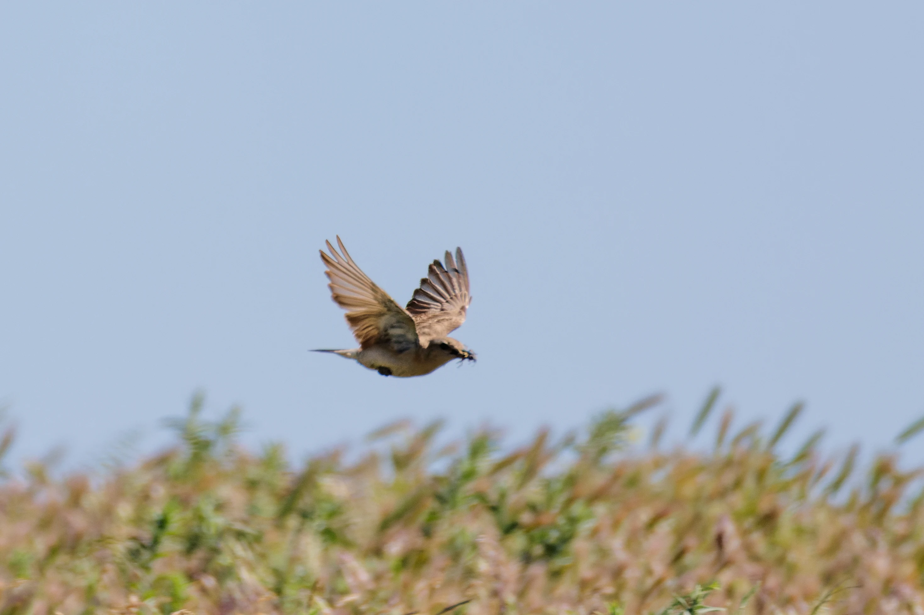 Isabelline Wheatear, Romanian Steppe, Romania — photo by Orlando Prugel-Bennett