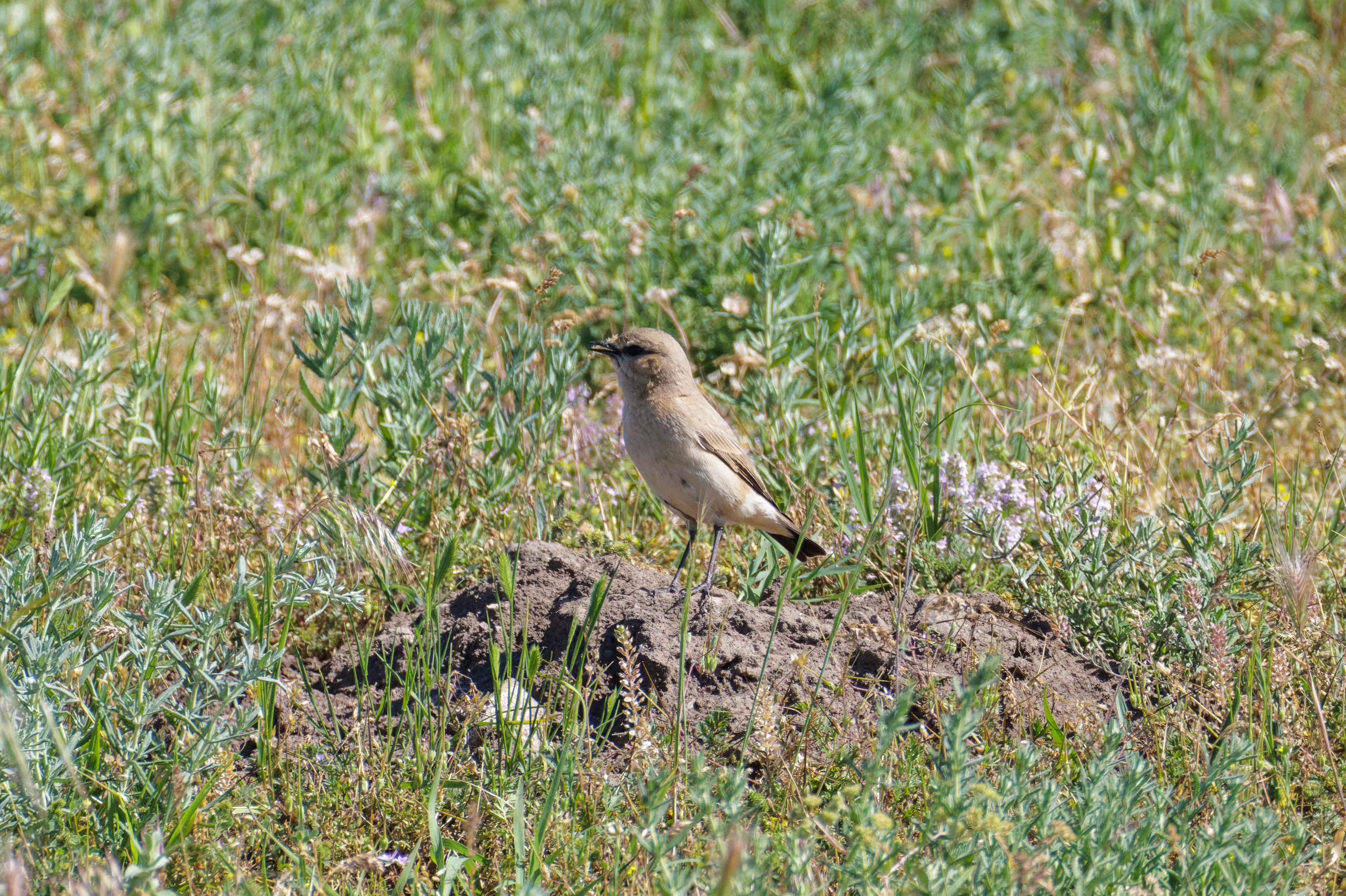 Isabelline Wheatear, Romanian Steppe, Romania — photo by Orlando Prugel-Bennett