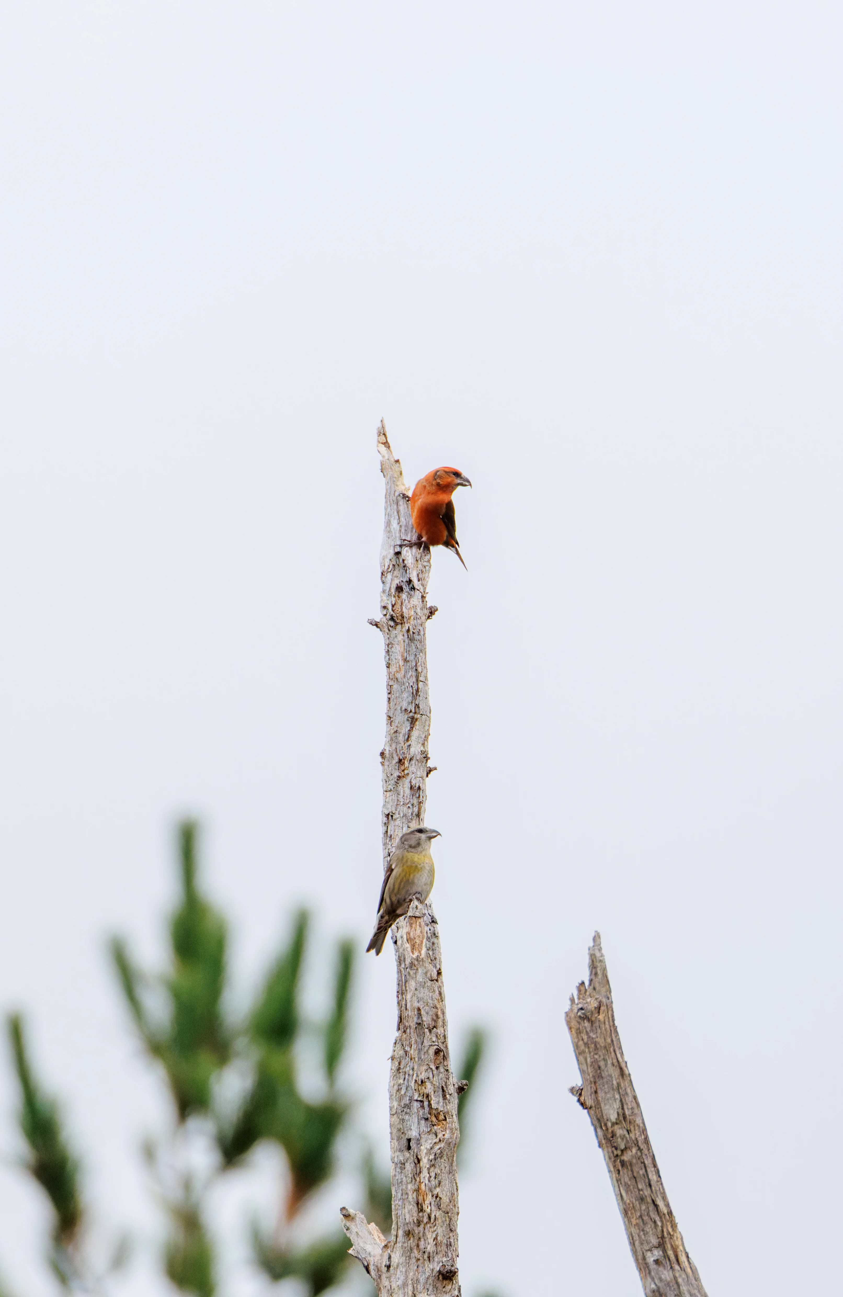 Common Crossbill, Hawkhill, Hampshire, UK — photo by Orlando Prugel-Bennett