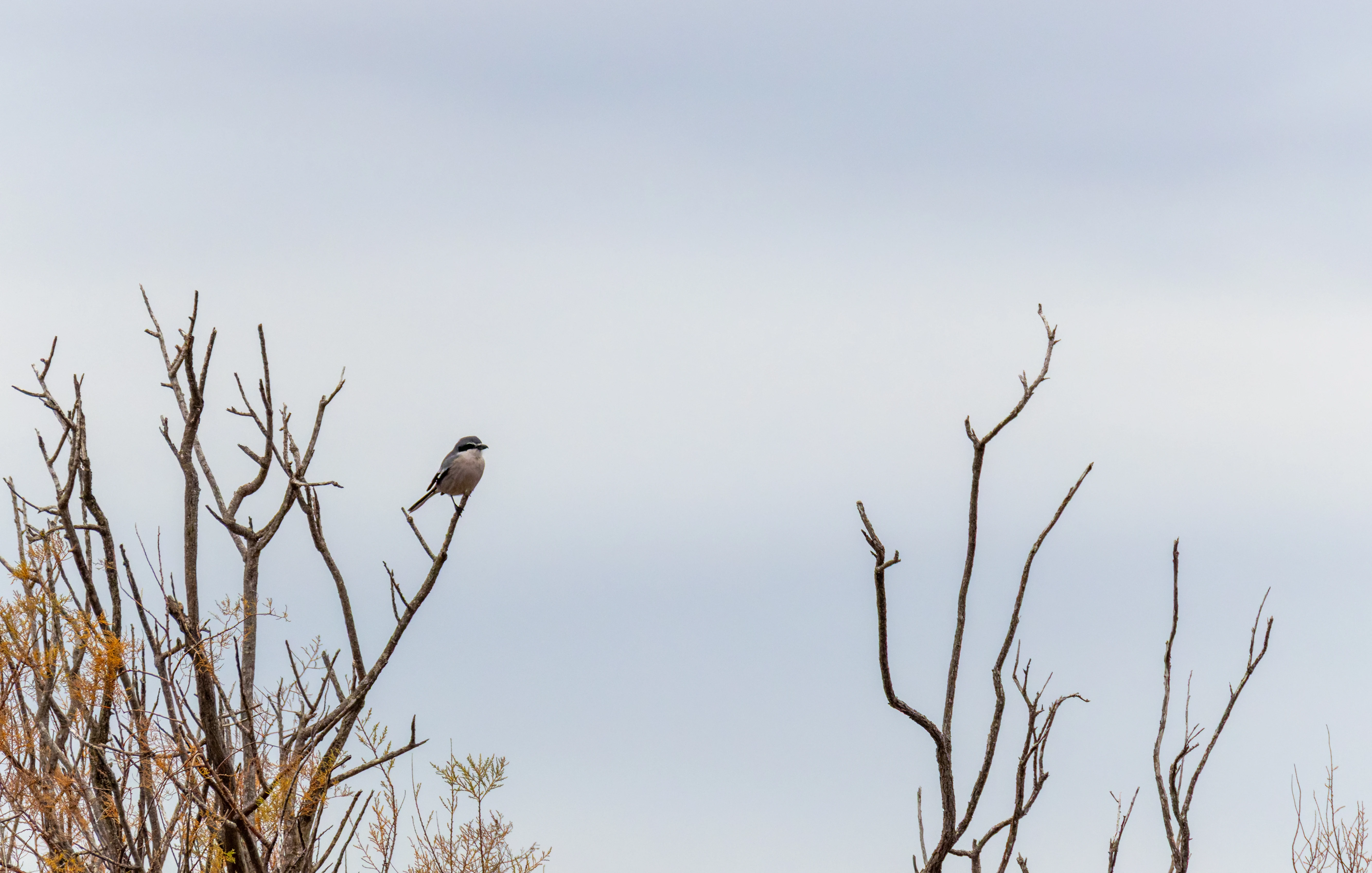 Iberian Grey Shrike, Clot de Galvany, Alicante, Spain — photo by Orlando Prugel-Bennett