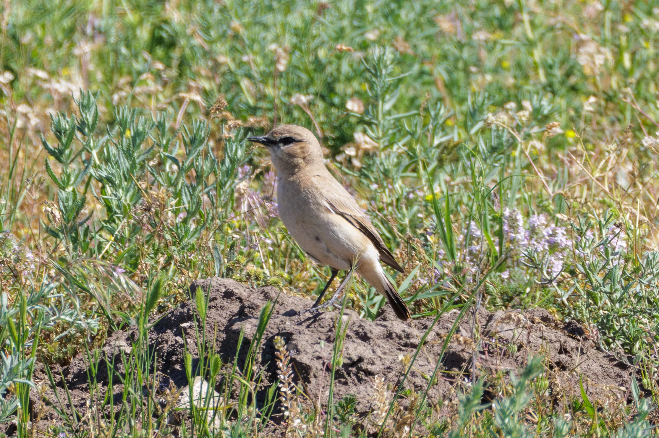 Isabelline Wheatear, Romanian Steppe, Romania — photo by Orlando Prugel-Bennett