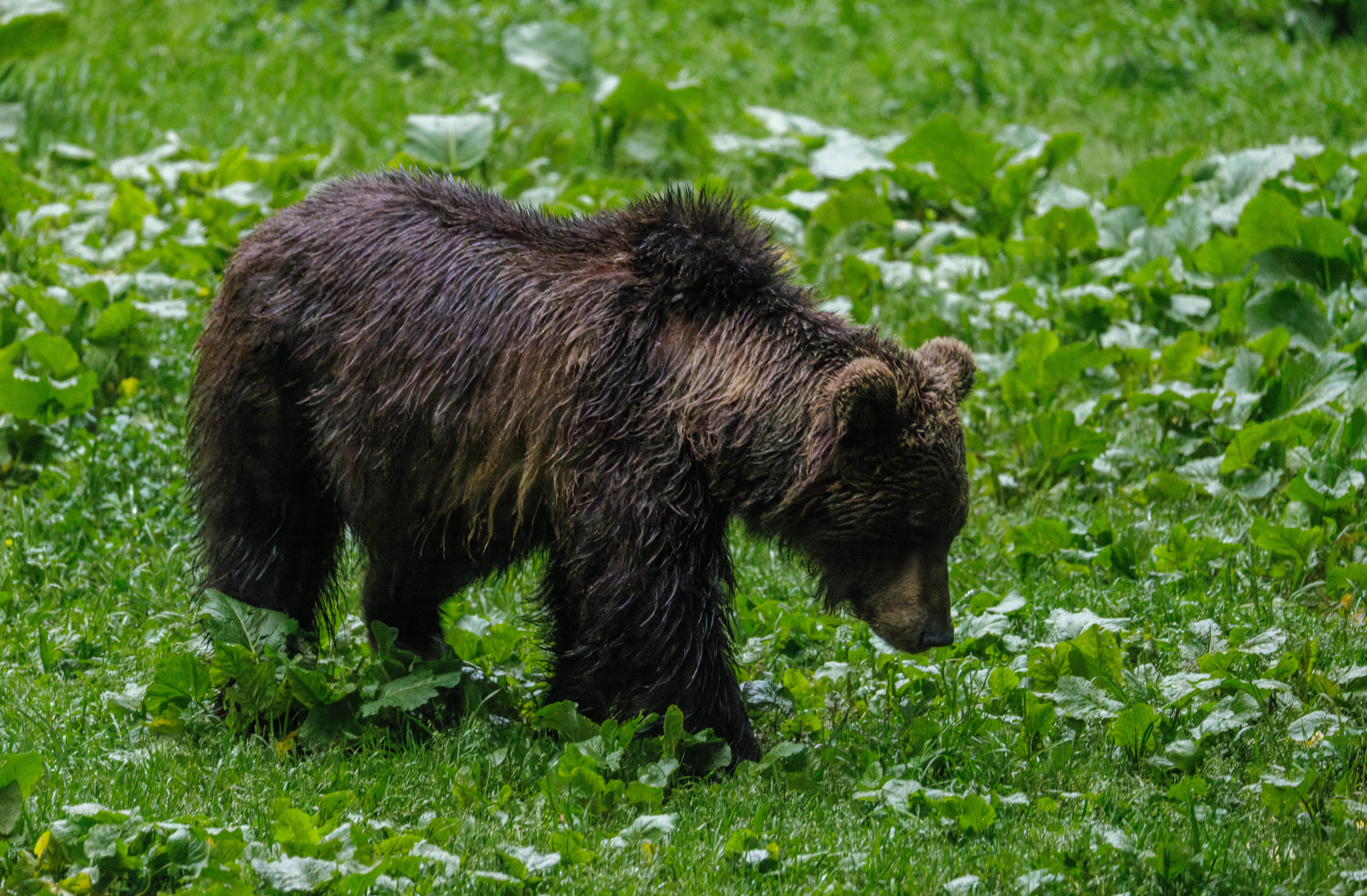 Brown Bear, Transylvania, Romania — photo by Orlando Prugel-Bennett