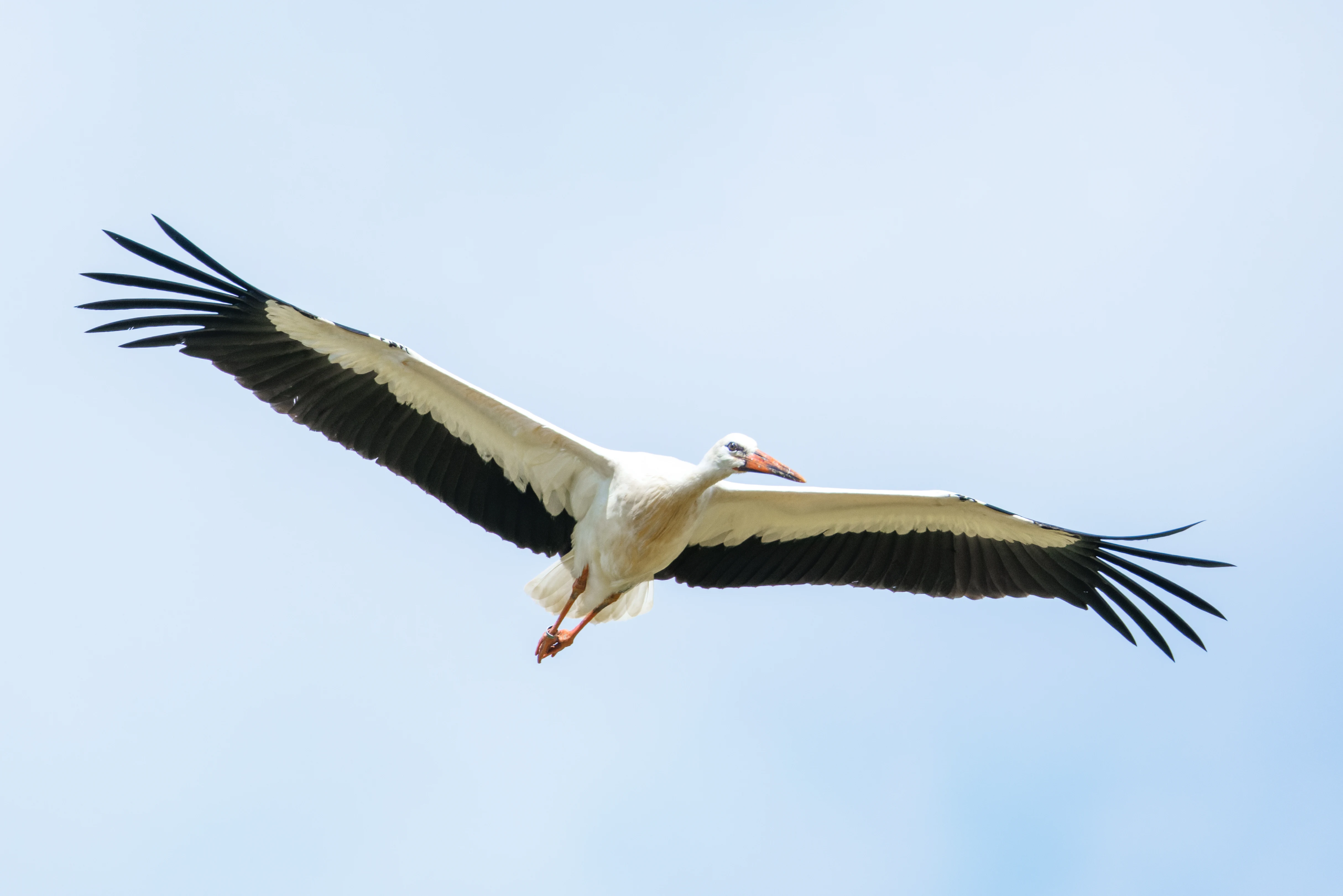 White Stork, Knepp, Horsham, West Sussex, UK — photo by Orlando Prugel-Bennett