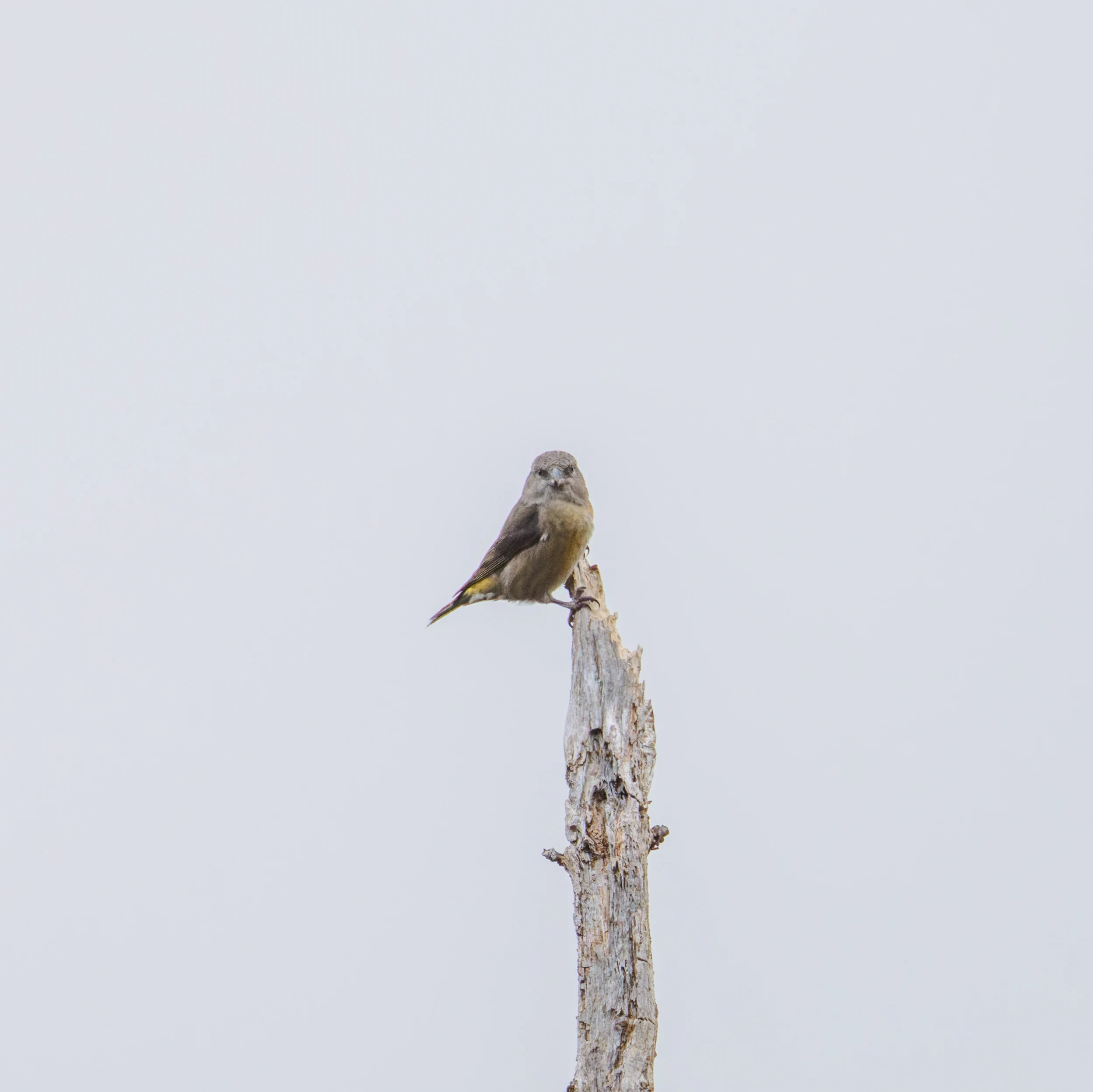 Common Crossbill, Hawkhill, Hampshire, UK — photo by Orlando Prugel-Bennett