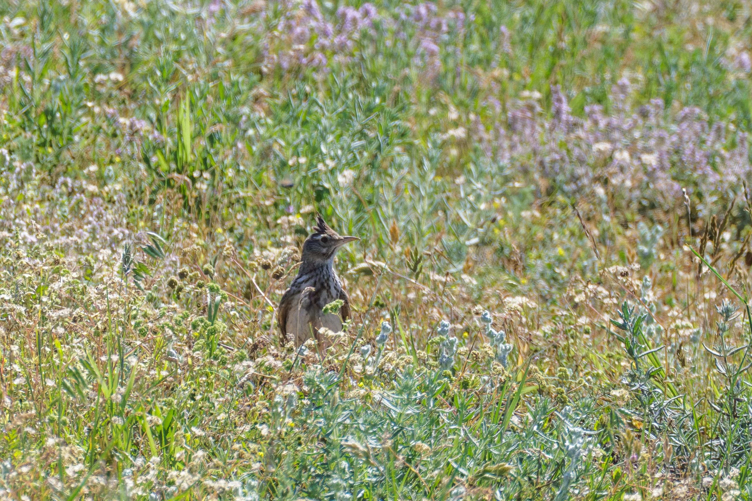 Crested Lark, Romanian Steppe, Romania — photo by Orlando Prugel-Bennett