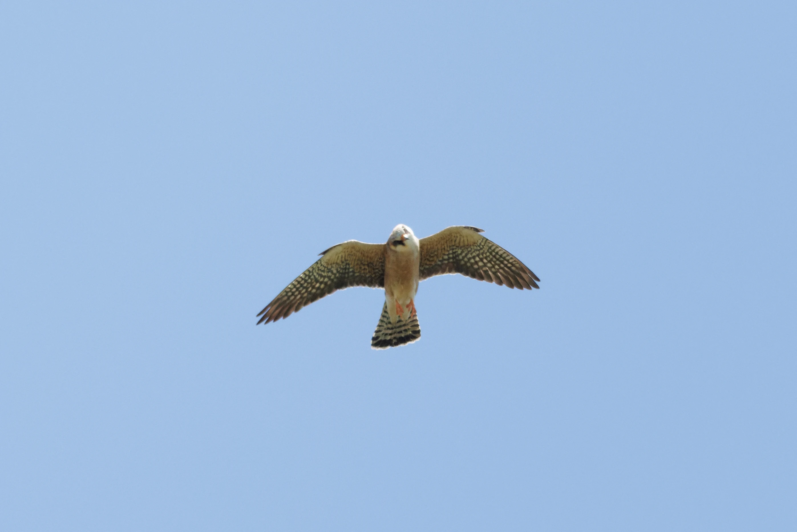 Red-footed Falcon, Romanian Steppe, Romania — photo by Orlando Prugel-Bennett