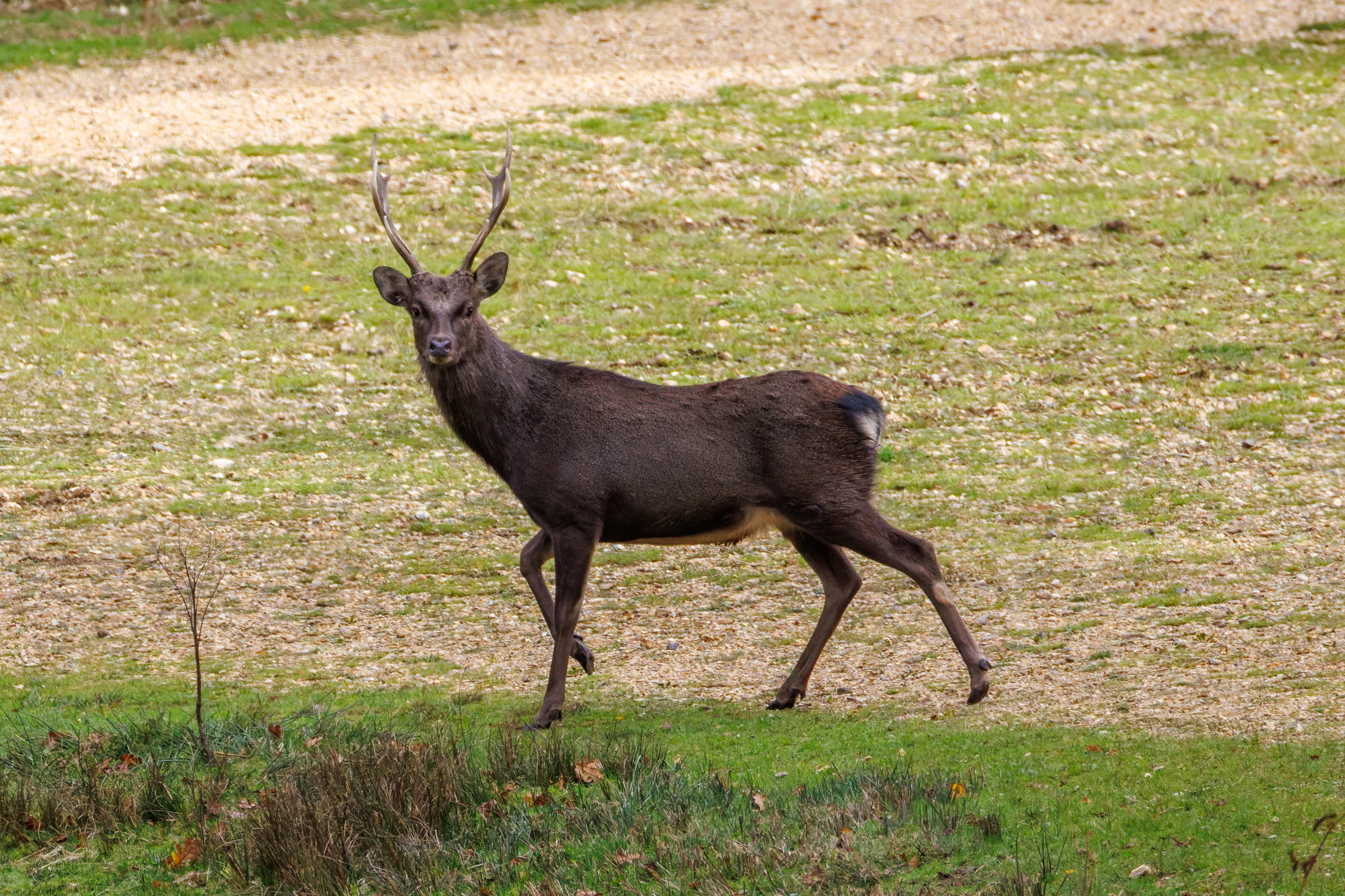Sika Deer, Hawkhill, Hampshire, UK — photo by Orlando Prugel-Bennett