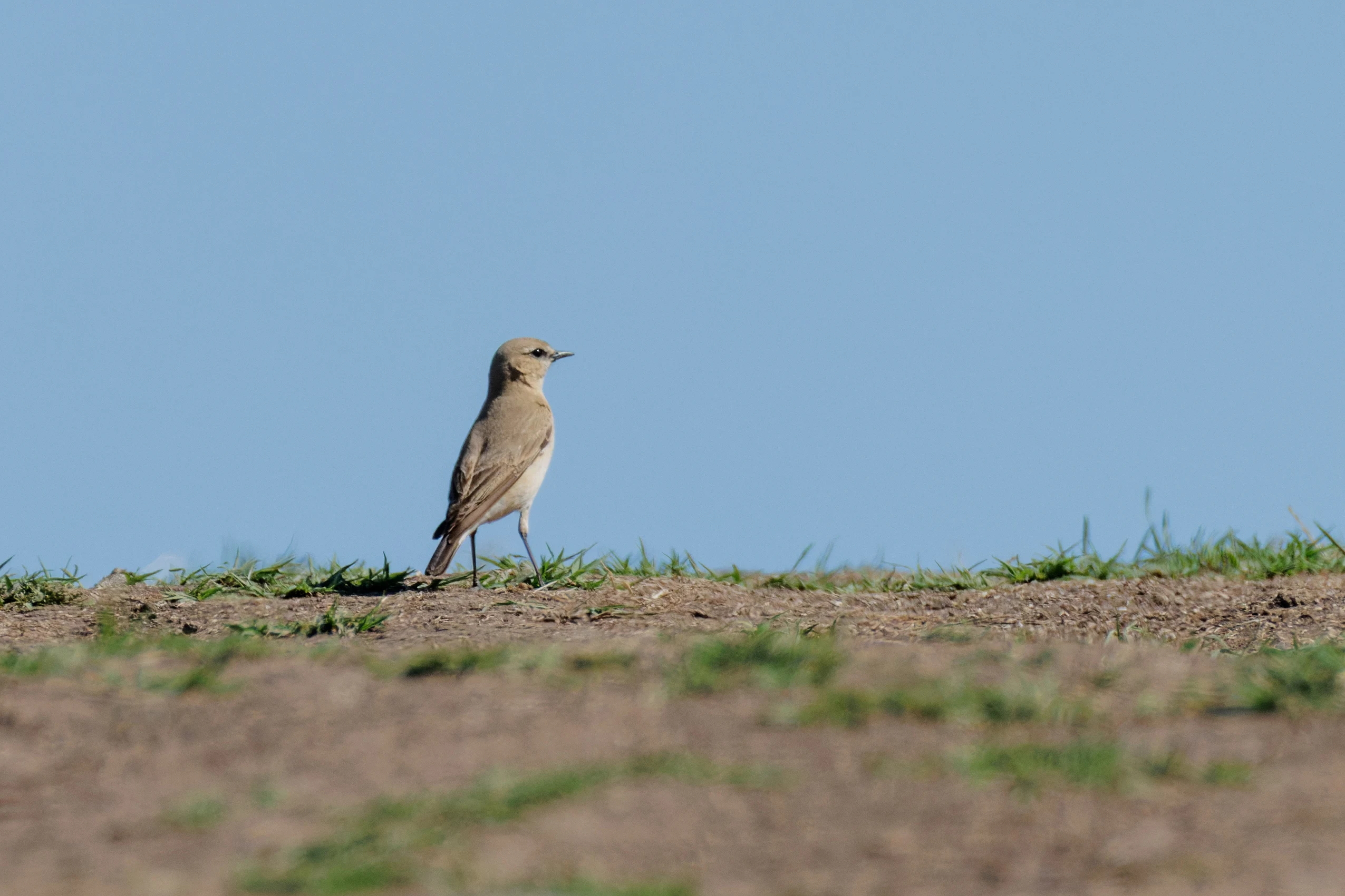 Isabelline Wheatear, Romanian Steppe, Romania — photo by Orlando Prugel-Bennett