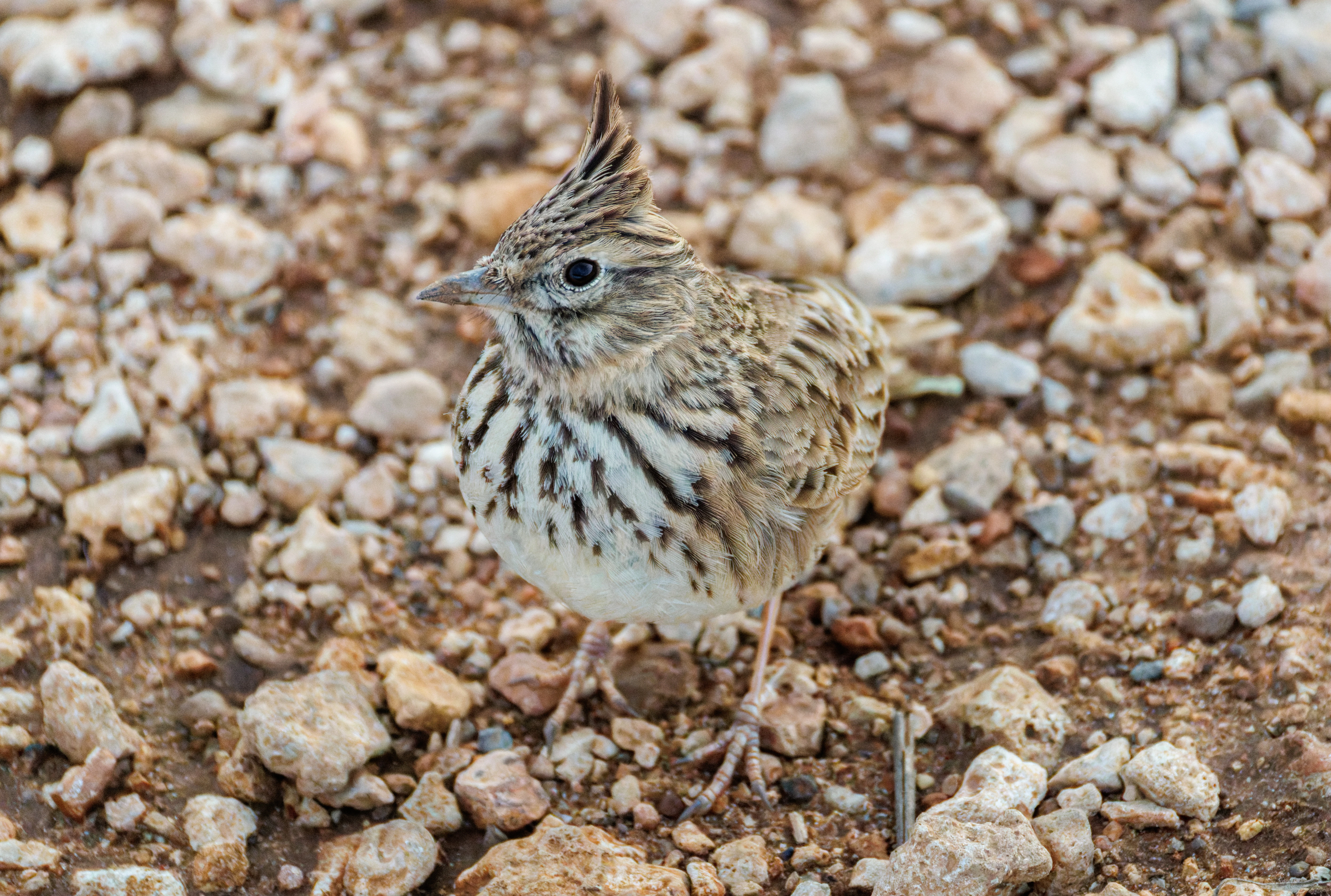 Thekla's Lark, Santa Pola Lighthouse, Alicante, Spain — photo by Orlando Prugel-Bennett
