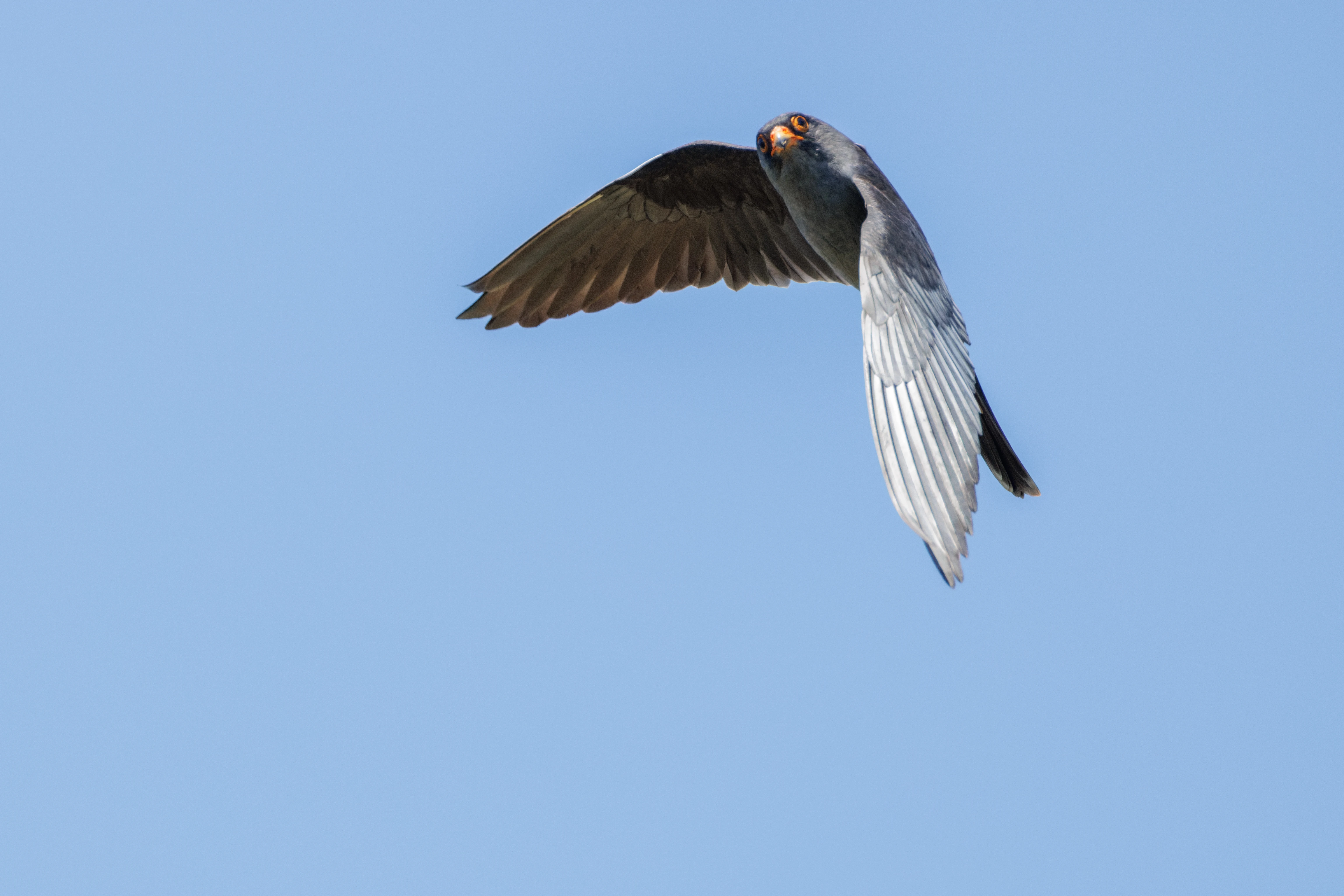 Red-footed Falcon, Romanian Steppe, Romania — photo by Orlando Prugel-Bennett