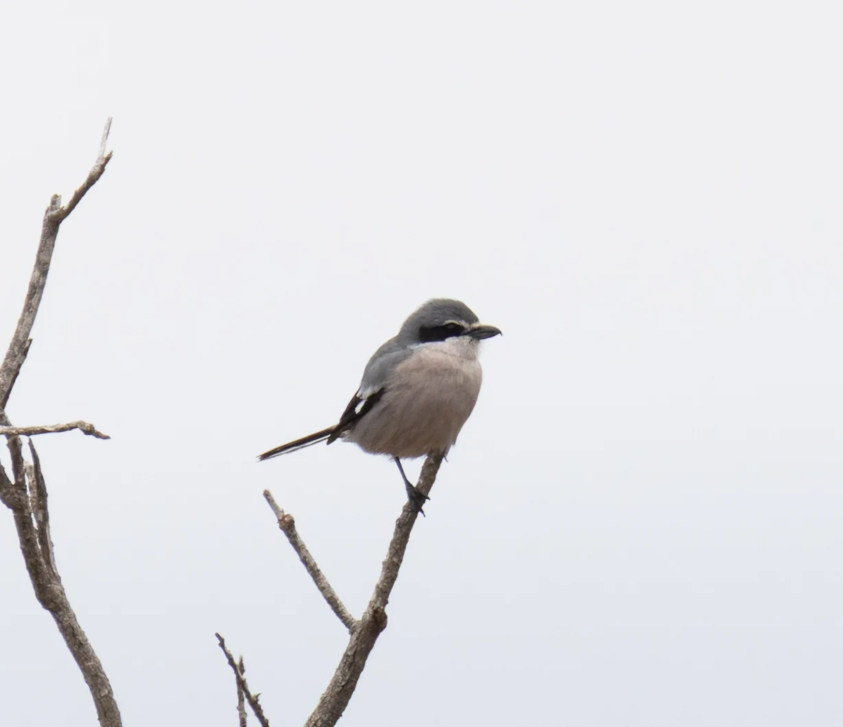 Iberian Grey Shrike, Clot de Galvany, Alicante, Spain — photo by Orlando Prugel-Bennett