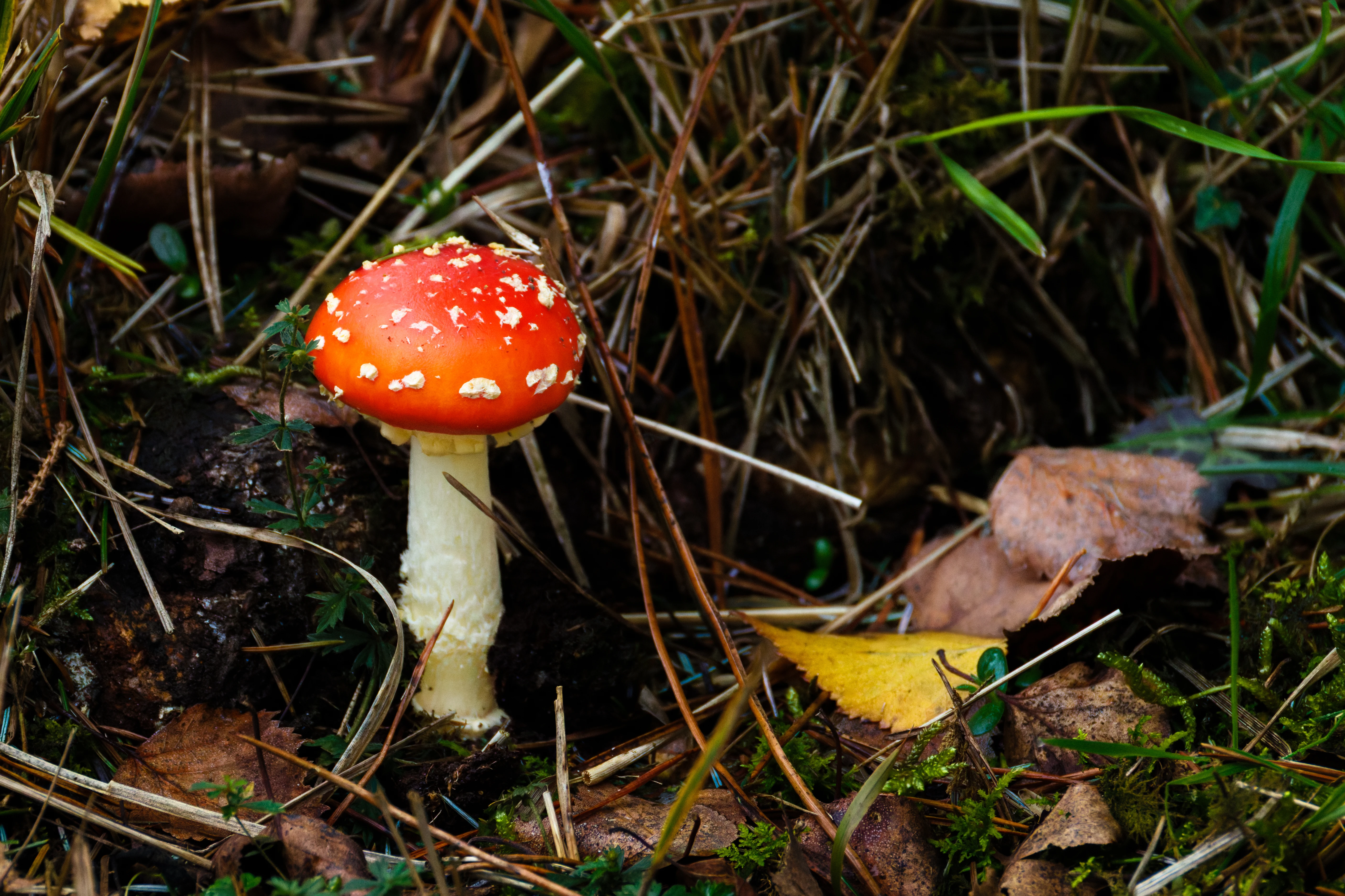 Fly Agaric, Hawkhill, Hampshire, UK — photo by Orlando Prugel-Bennett