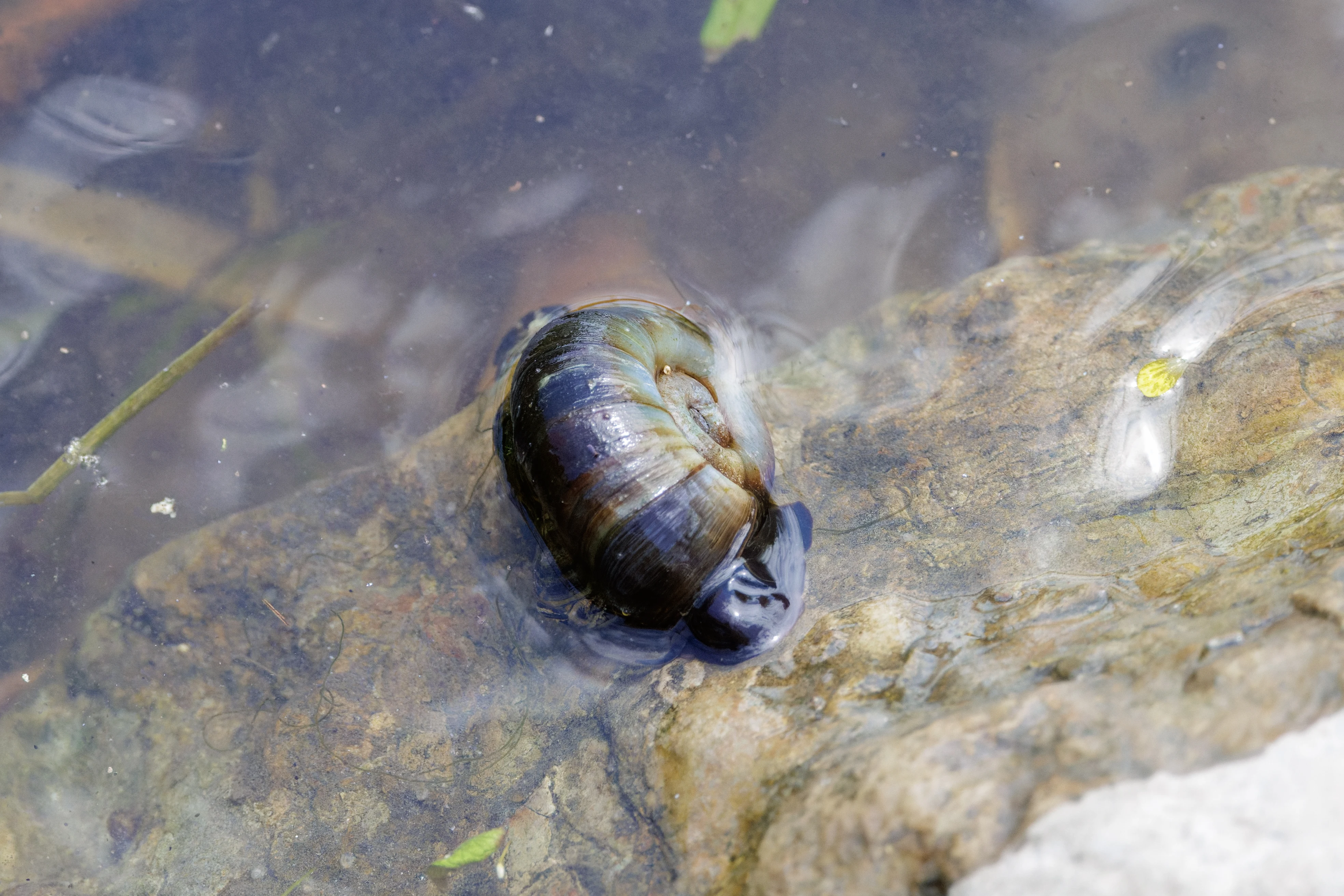 Common Pond Snail, Danube Delta, Romania — photo by Orlando Prugel-Bennett
