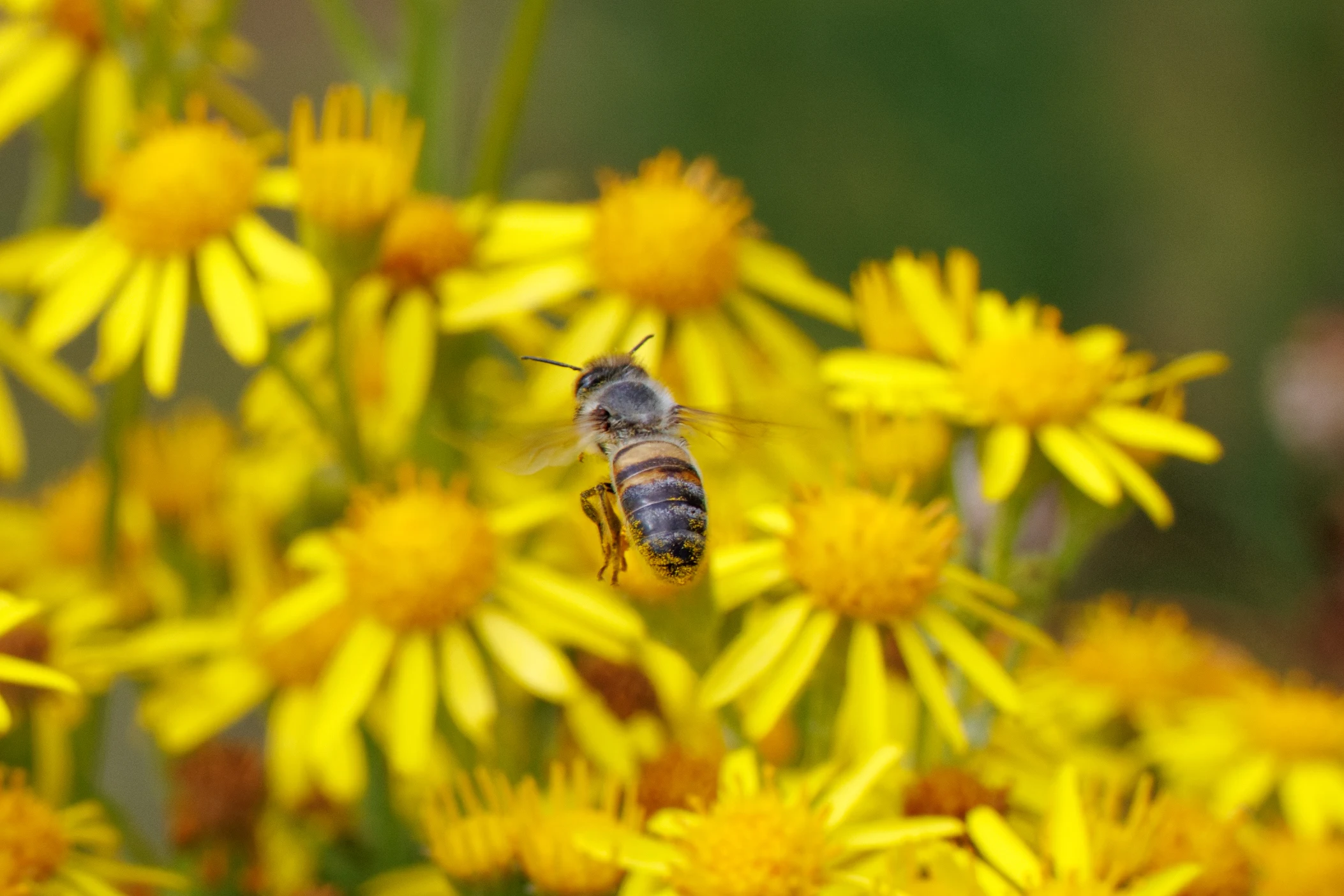 Honeybee on Ragwort flowers, Knepp, Horsham, West Sussex, UK — photo by Orlando Prugel-Bennett