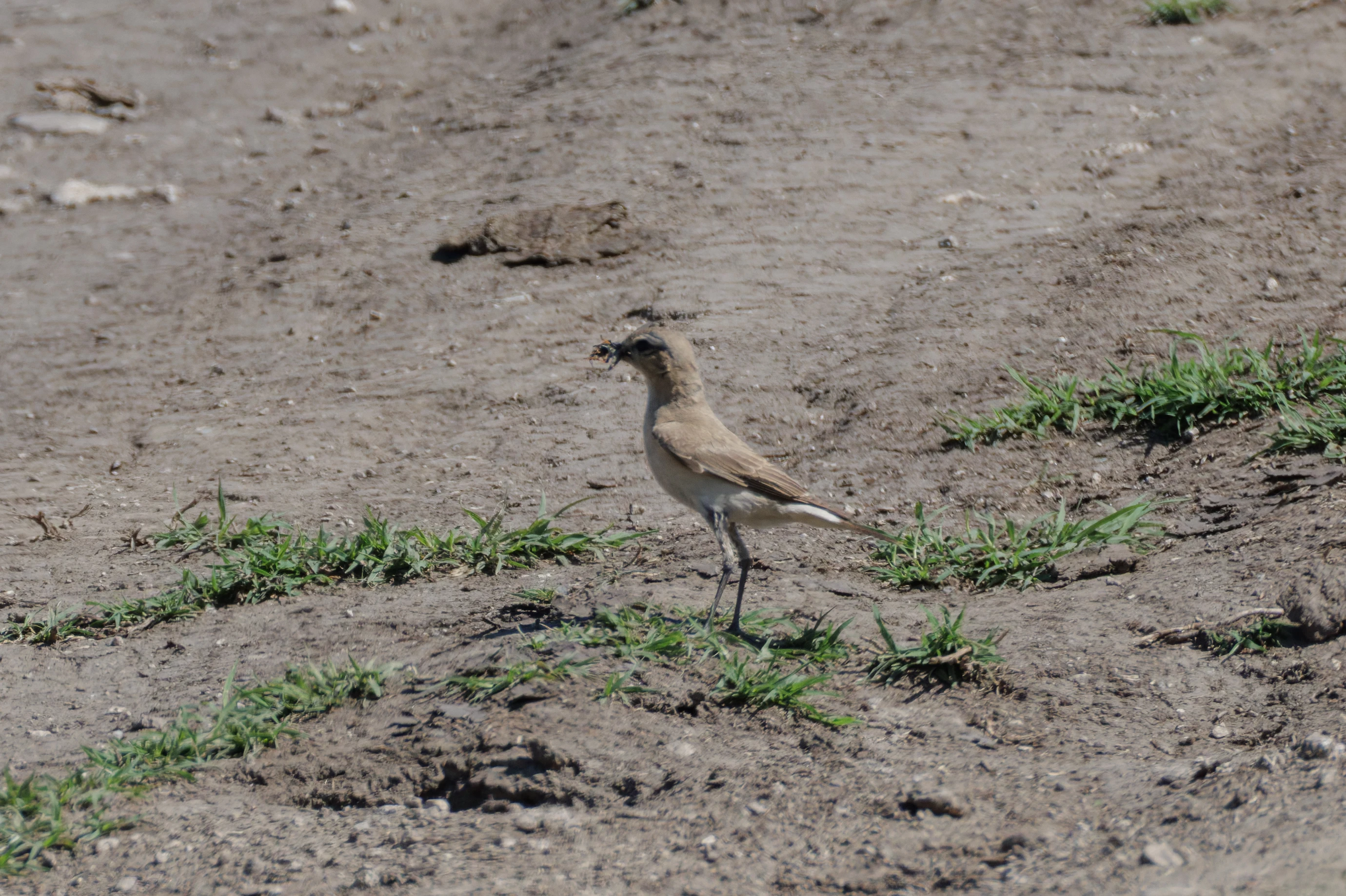 Isabelline Wheatear, Romanian Steppe, Romania — photo by Orlando Prugel-Bennett