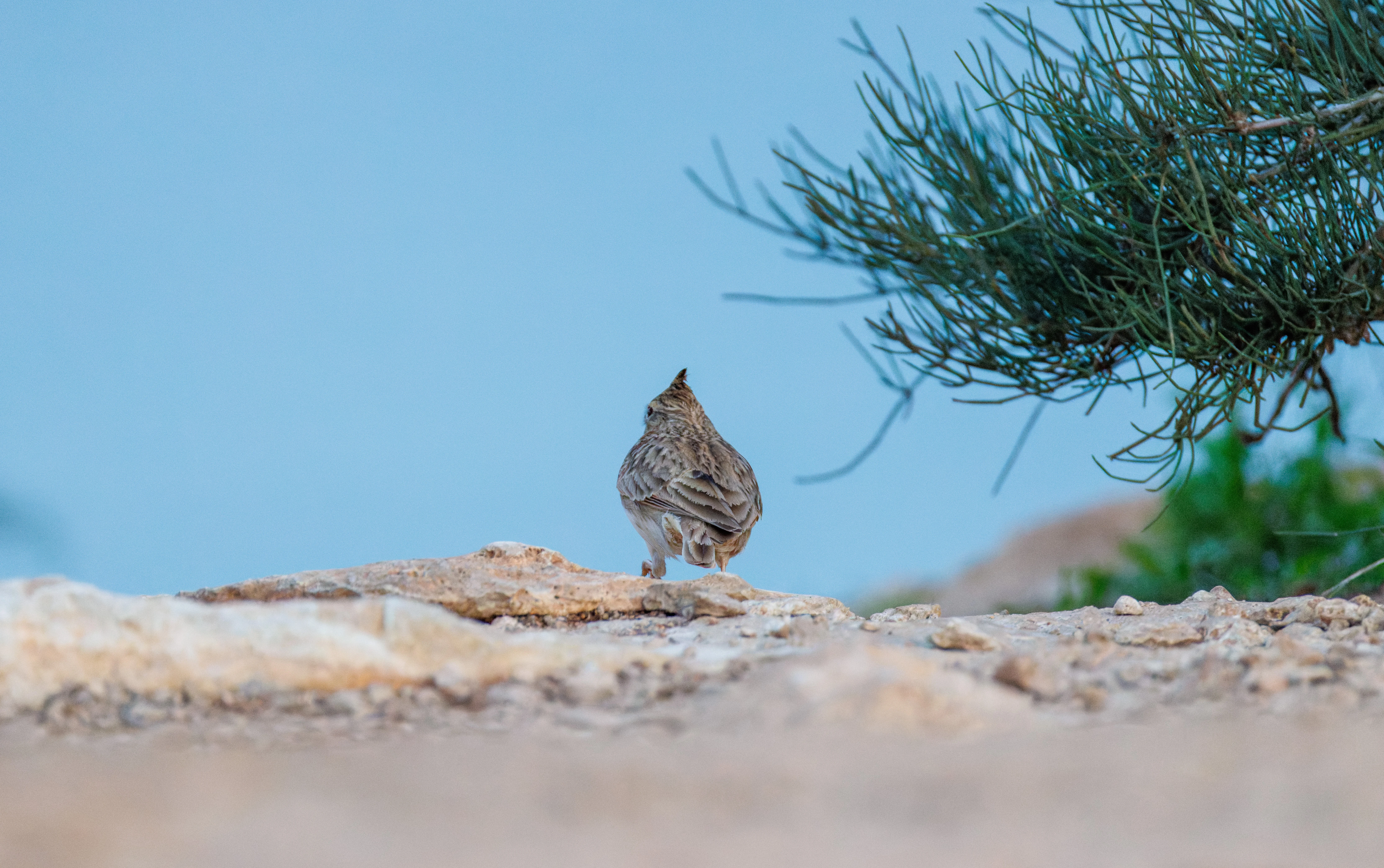 Thekla's Lark, Santa Pola Lighthouse, Alicante, Spain — photo by Orlando Prugel-Bennett
