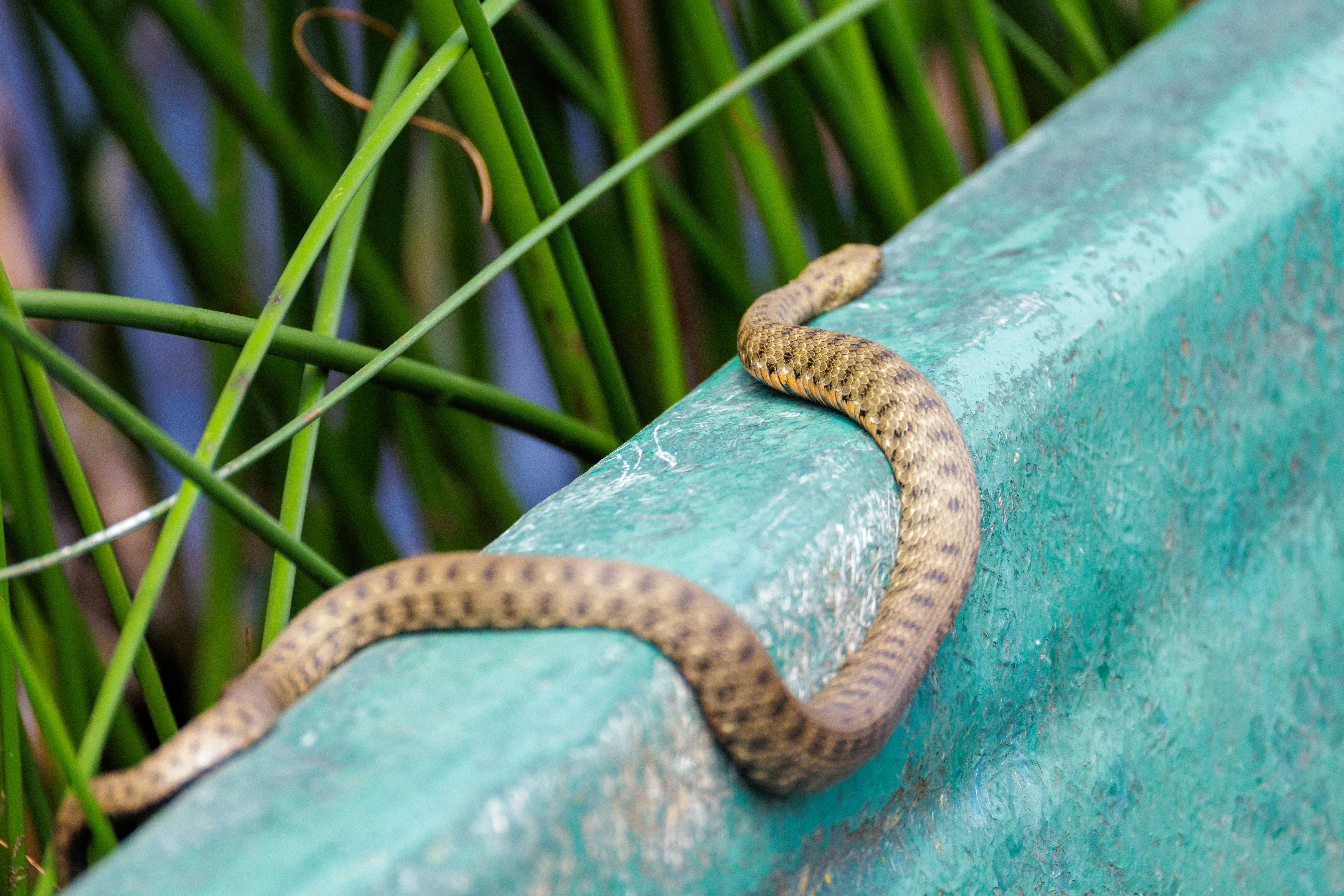 Dice Snake, Danube Delta, Romania — photo by Orlando Prugel-Bennett