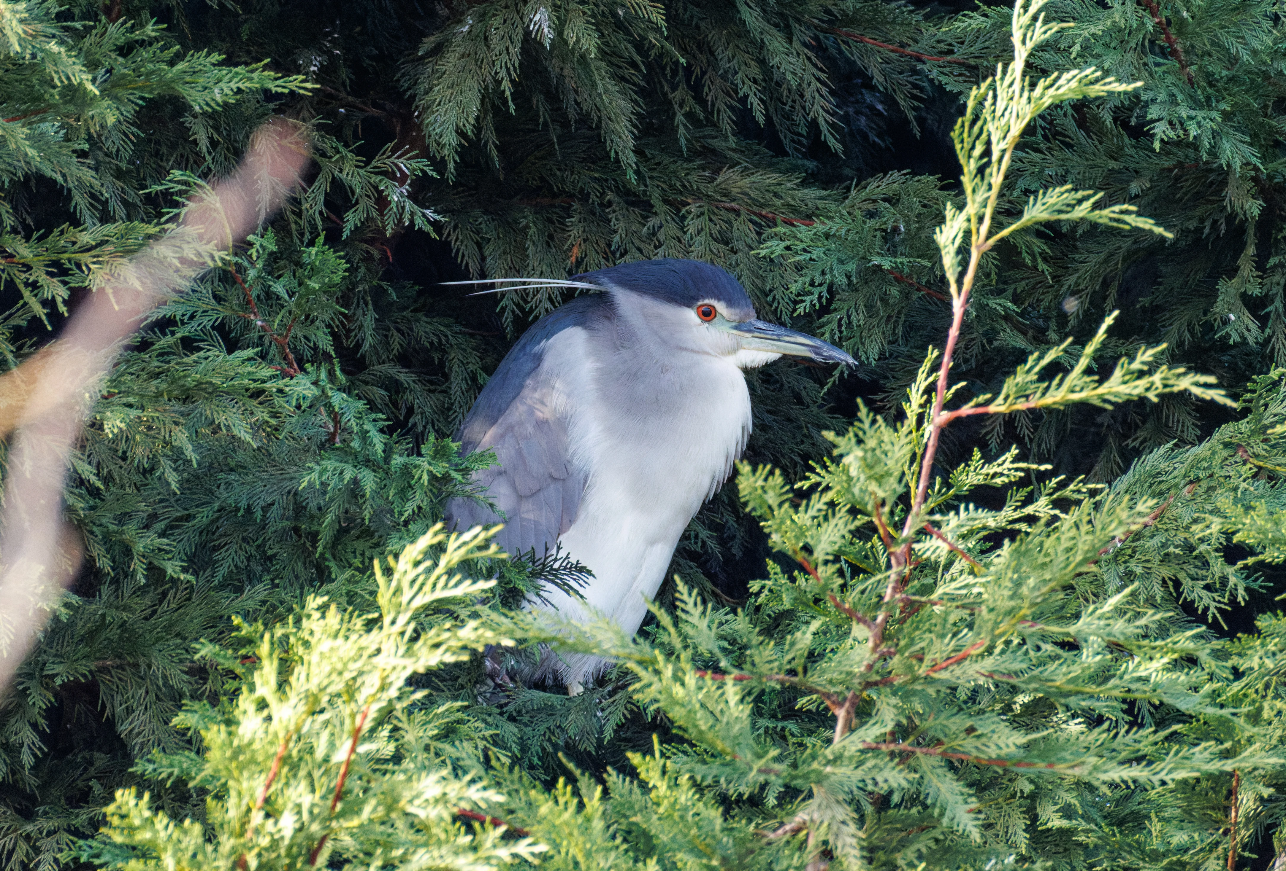 Black-crowned Night Heron, Zeeland, Netherlands — photo by Orlando Prugel-Bennett