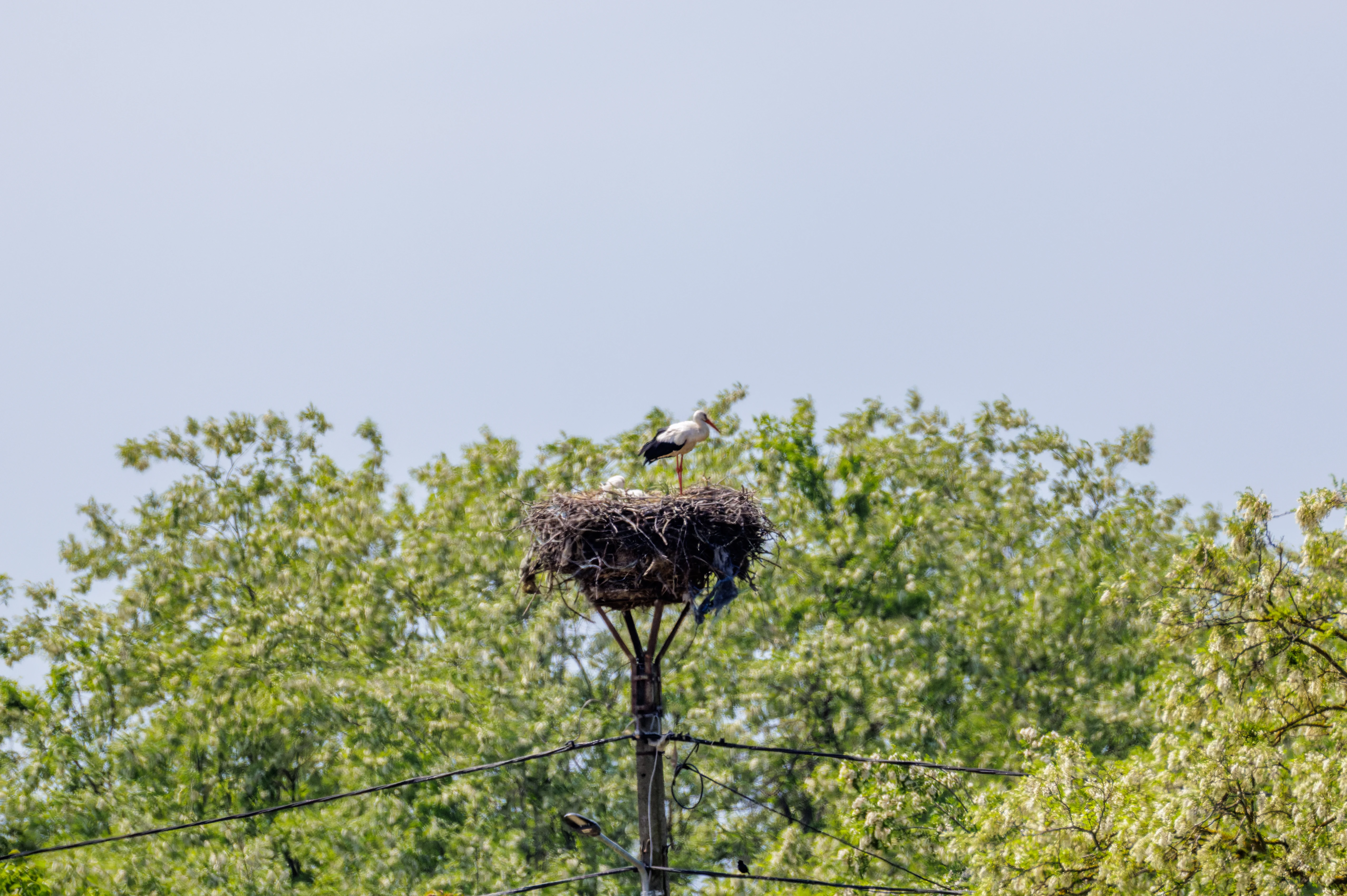 White Stork on nest, Danube Delta, Romania — photo by Orlando Prugel-Bennett