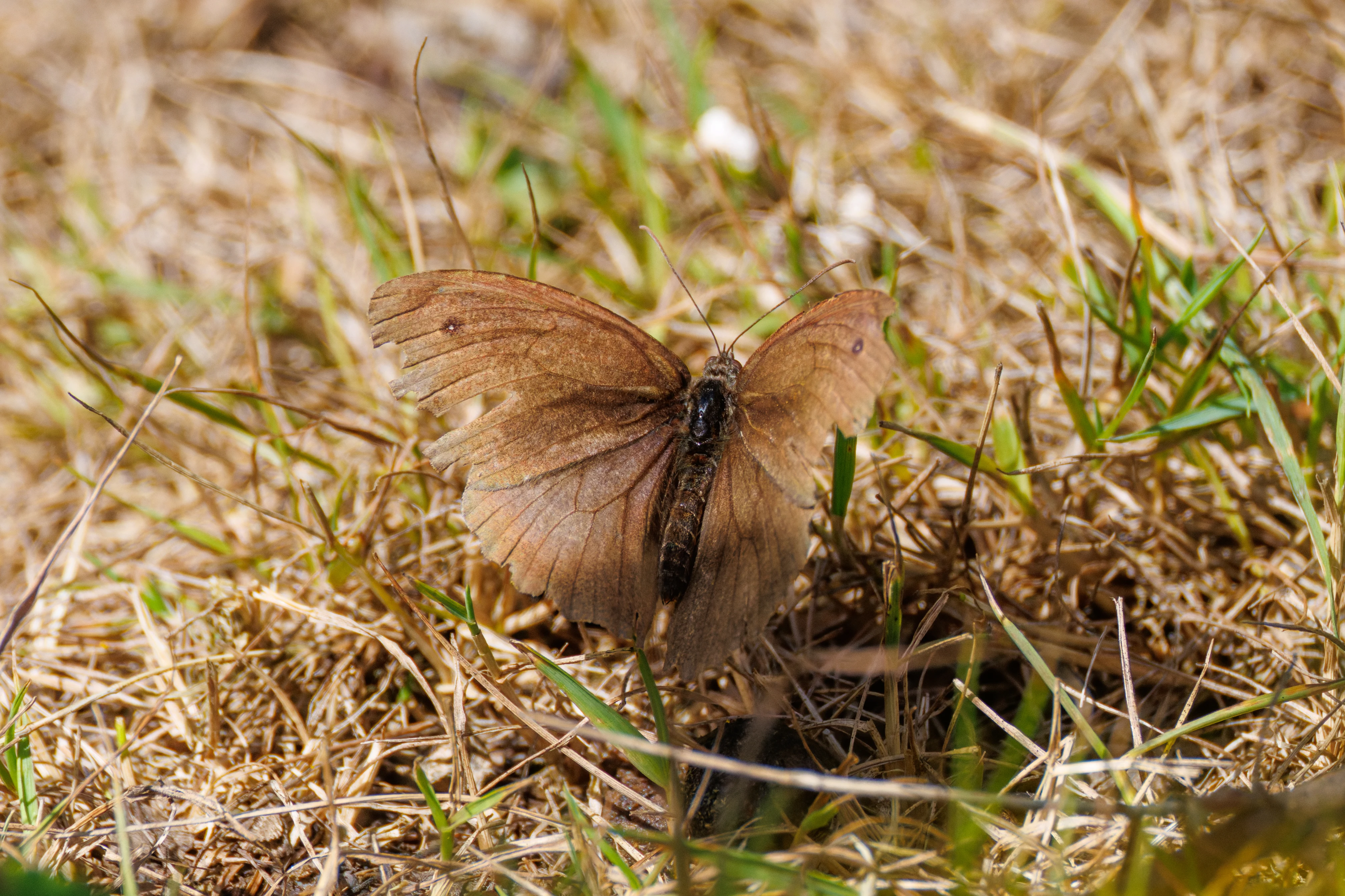 Meadow Brown butterfly, Knepp, Horsham, West Sussex, UK — photo by Orlando Prugel-Bennett