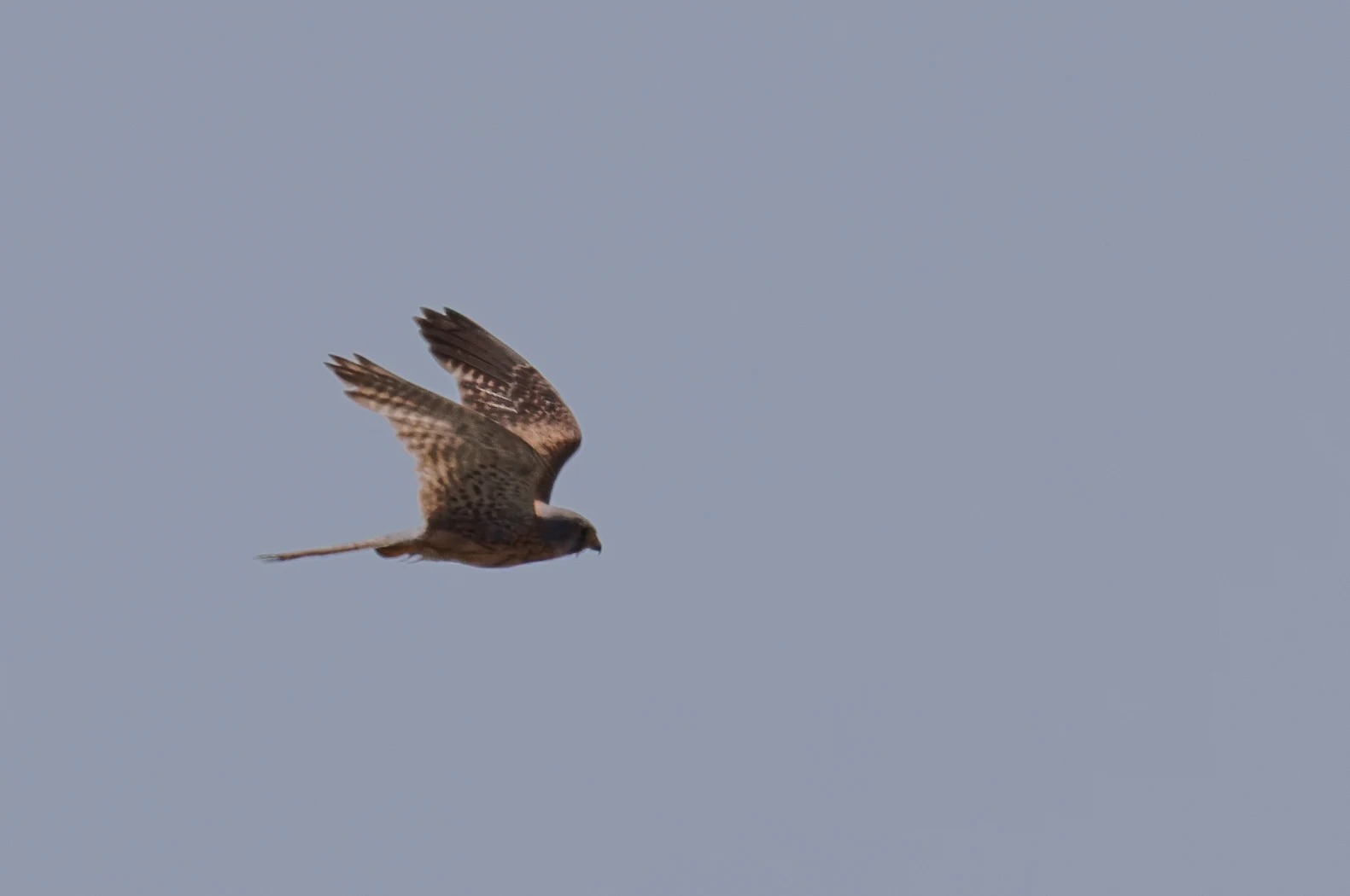 Common Kestrel, Danube Delta, Romania — photo by Orlando Prugel-Bennett