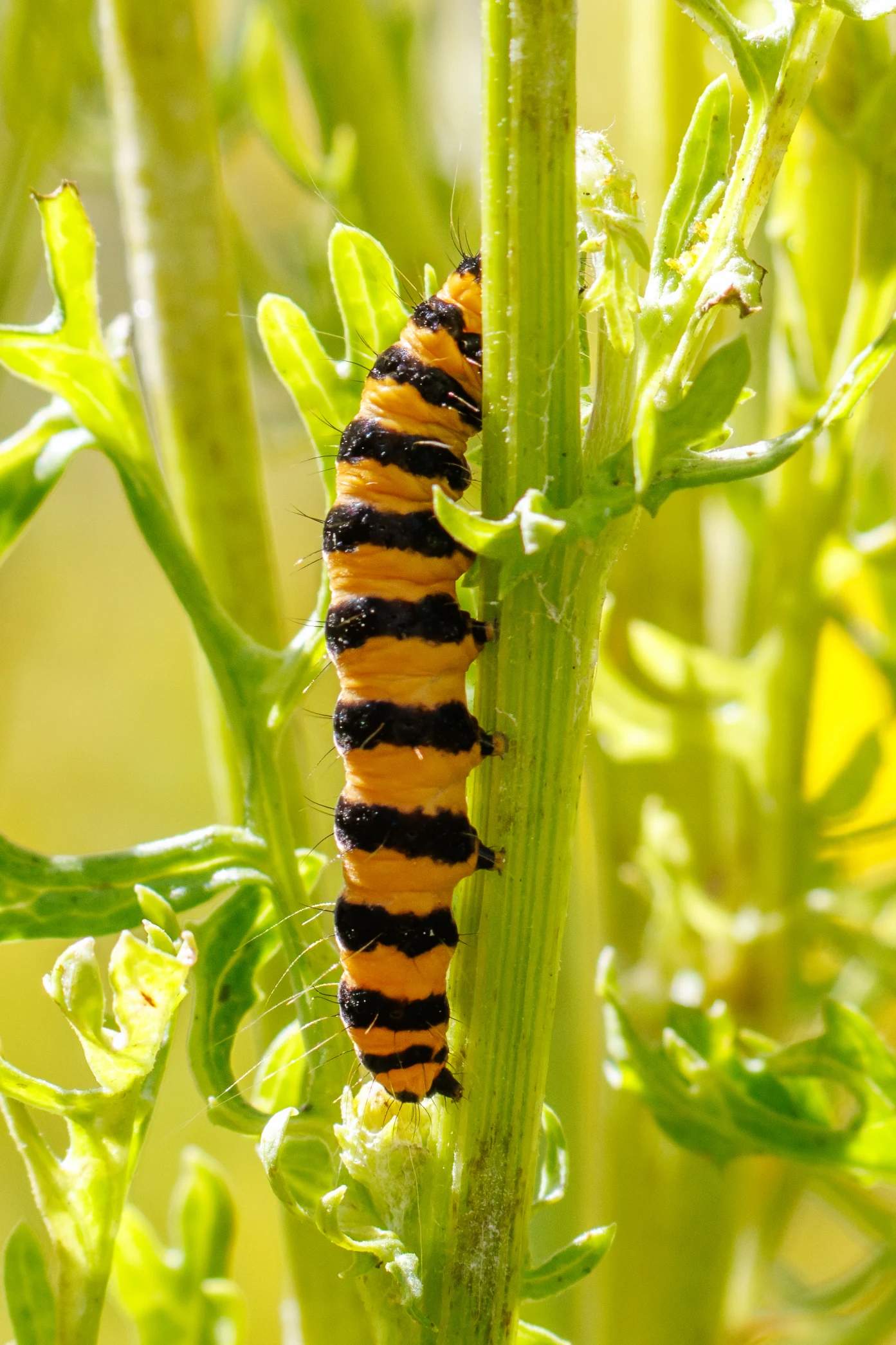 Cinnabar Moth Caterpillar, Knepp, Horsham, West Sussex, UK — photo by Orlando Prugel-Bennett