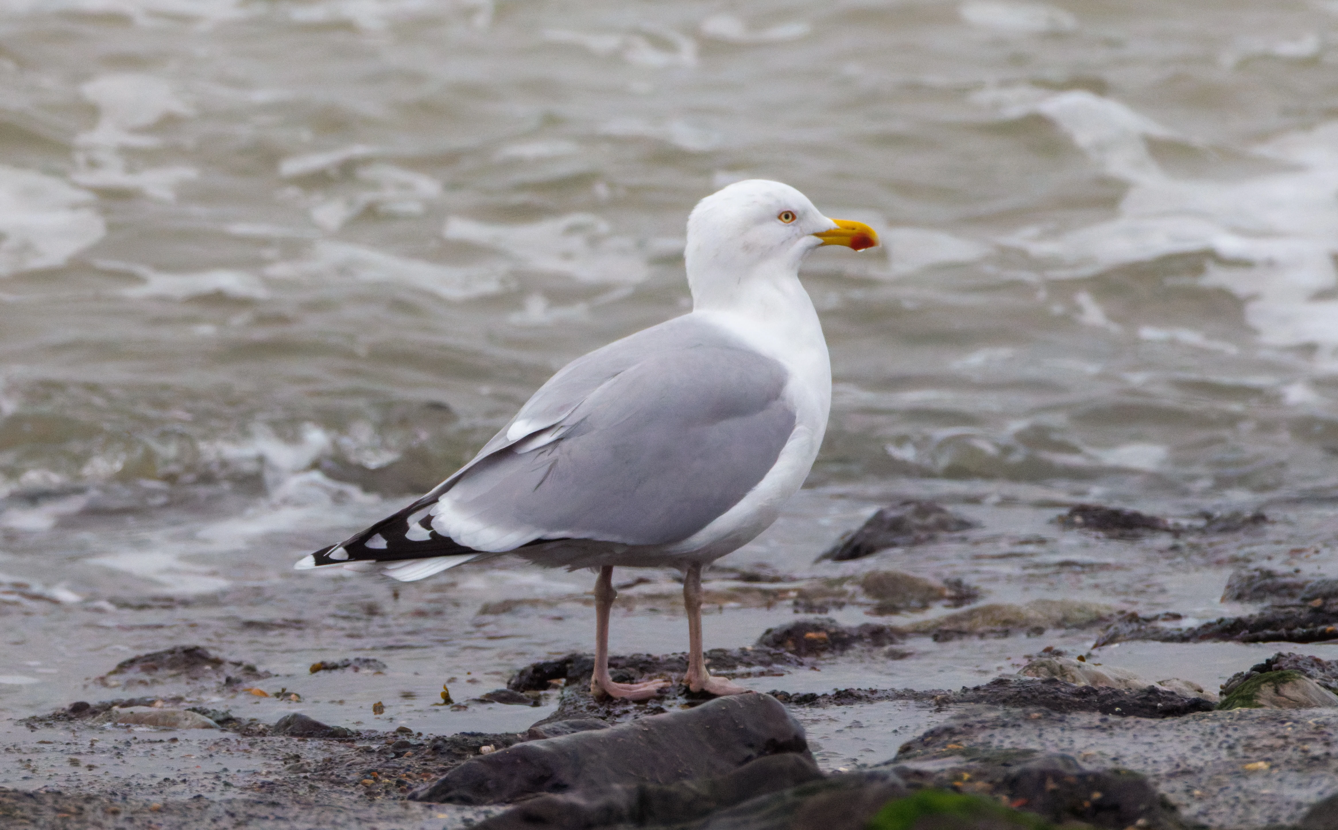 European Herring Gull, Zeeland, Netherlands — photo by Orlando Prugel-Bennett