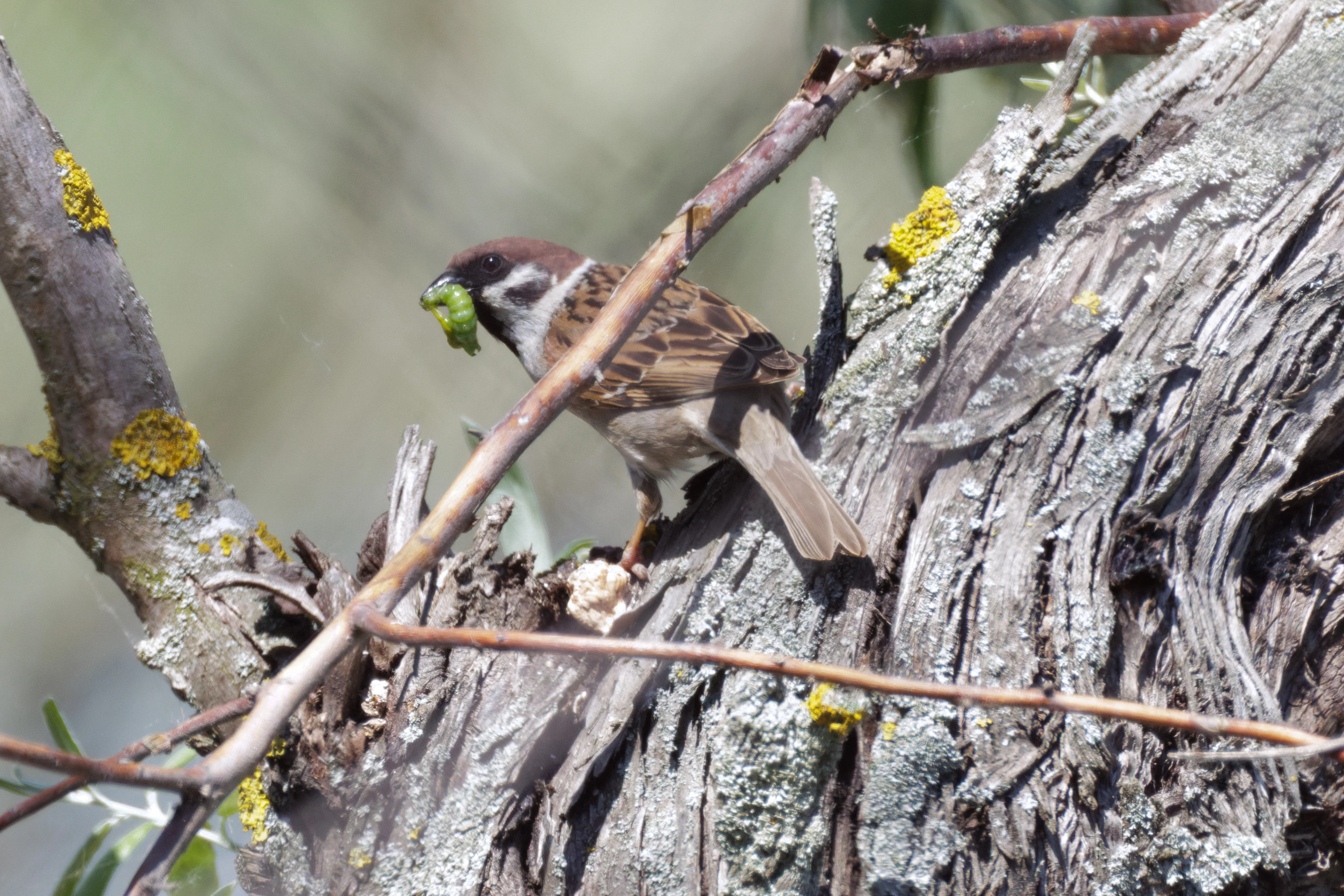 Tree Sparrow with caterpillar, Romanian Steppe, Romania — photo by Orlando Prugel-Bennett