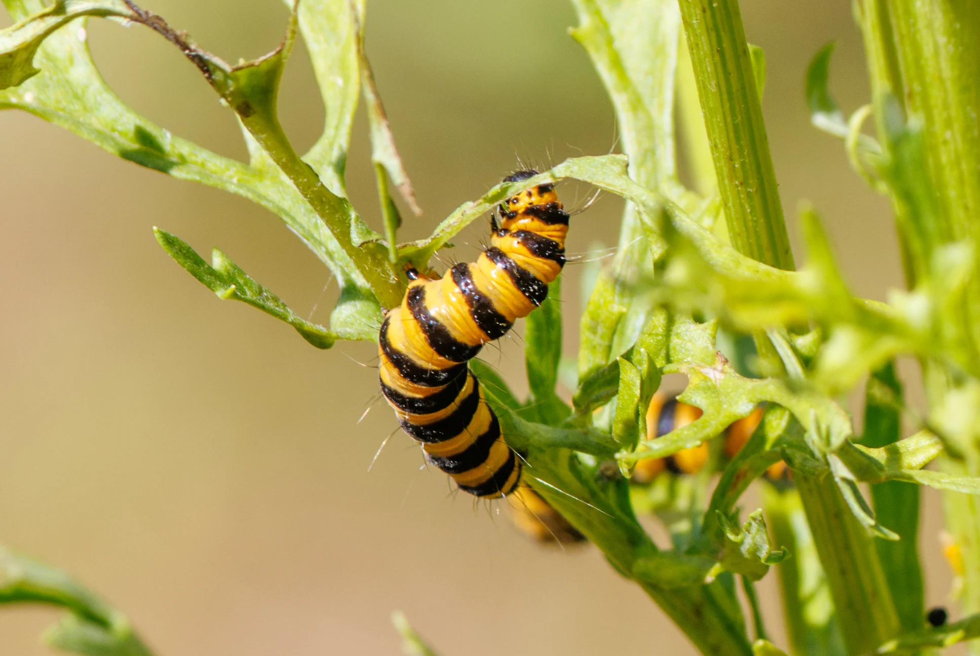 Cinnabar Moth Caterpillar, Knepp, Horsham, West Sussex, UK — photo by Orlando Prugel-Bennett