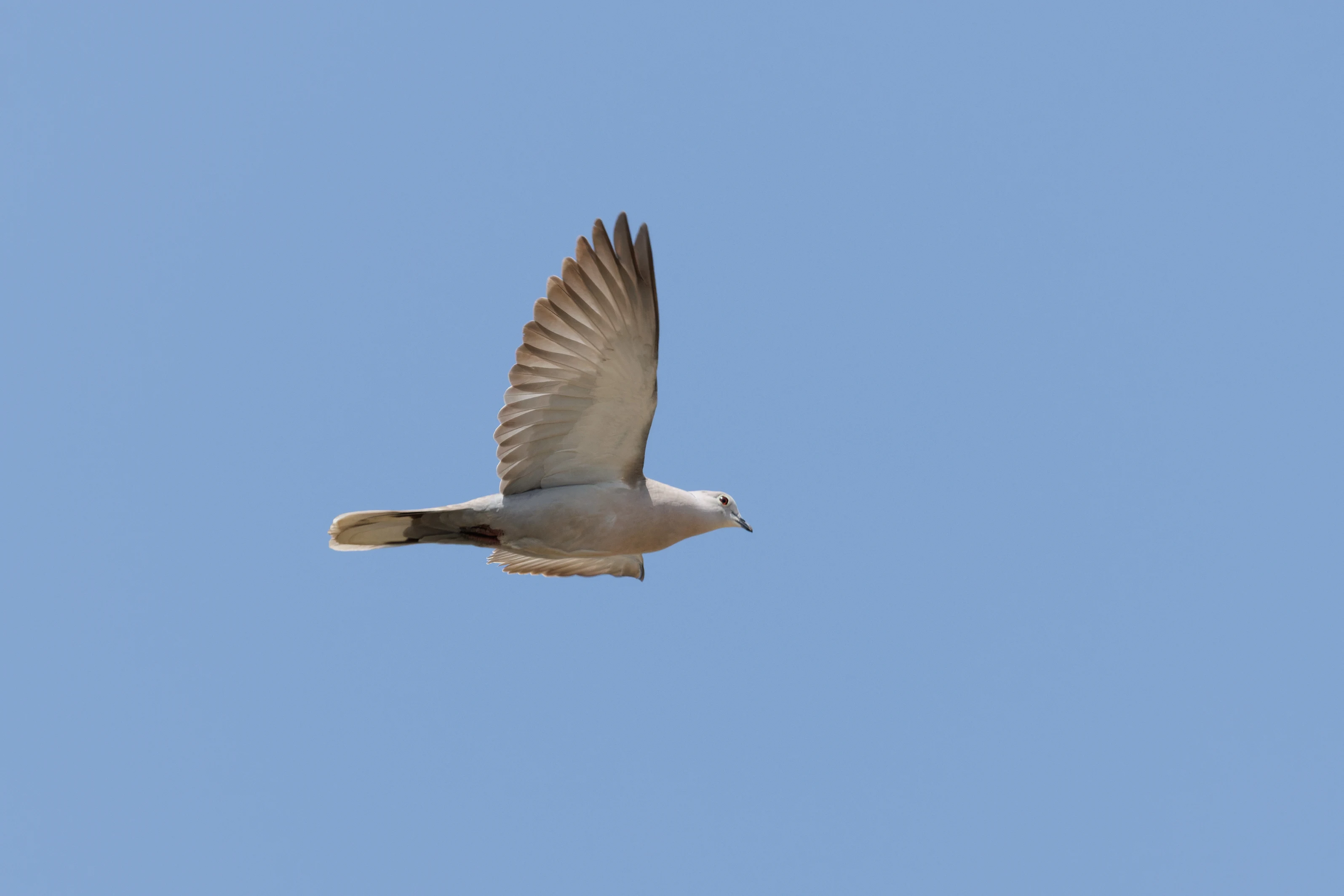 Collared Dove, Danube Delta, Romania — photo by Orlando Prugel-Bennett