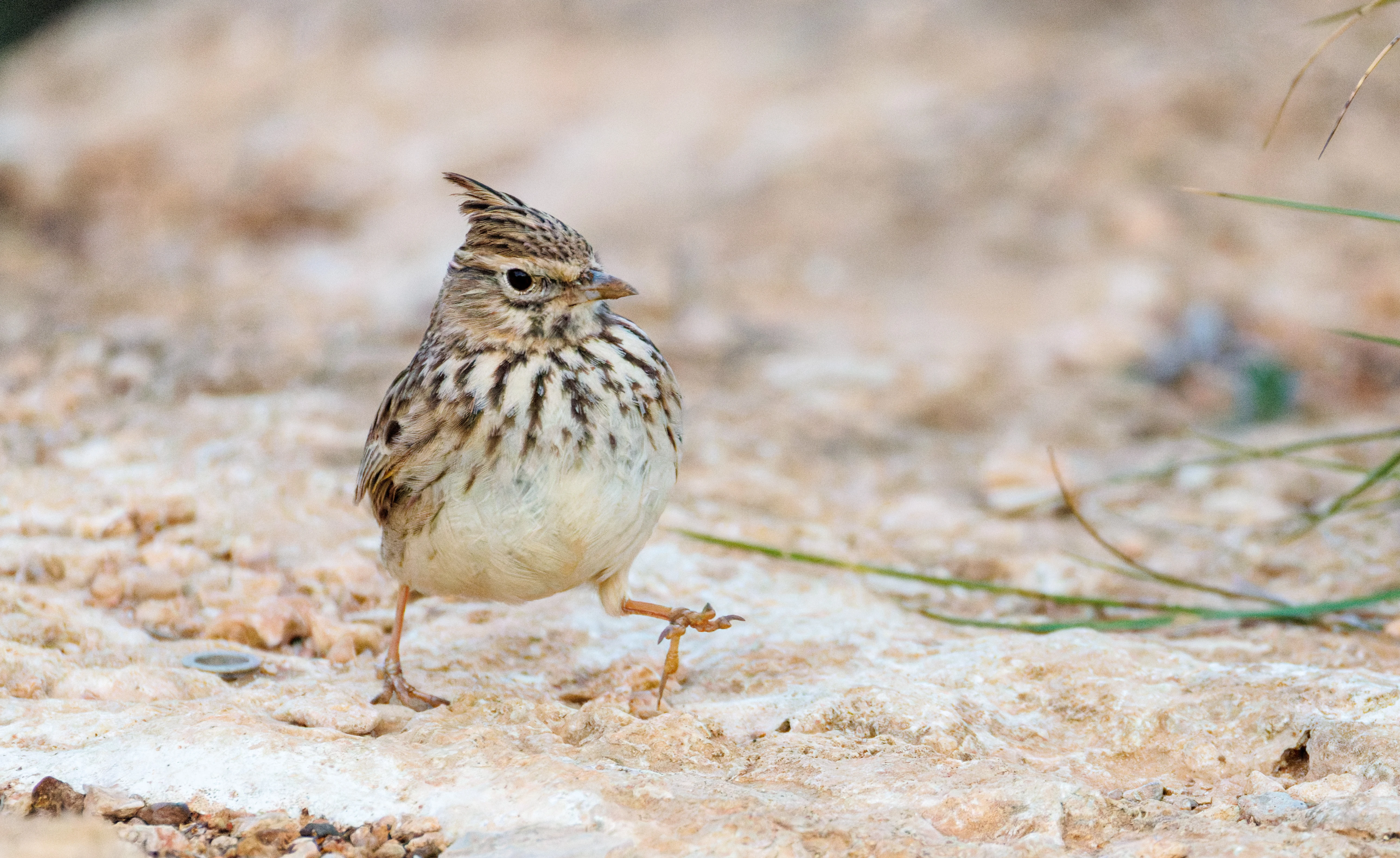 Thekla's Lark, Santa Pola Lighthouse, Alicante, Spain — photo by Orlando Prugel-Bennett