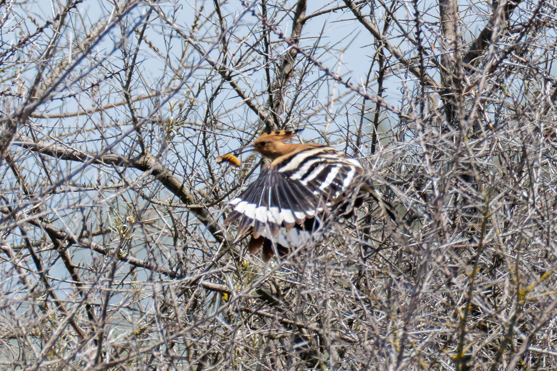 Eurasian Hoopoe in flight, Danube Delta, Romania — photo by Orlando Prugel-Bennett