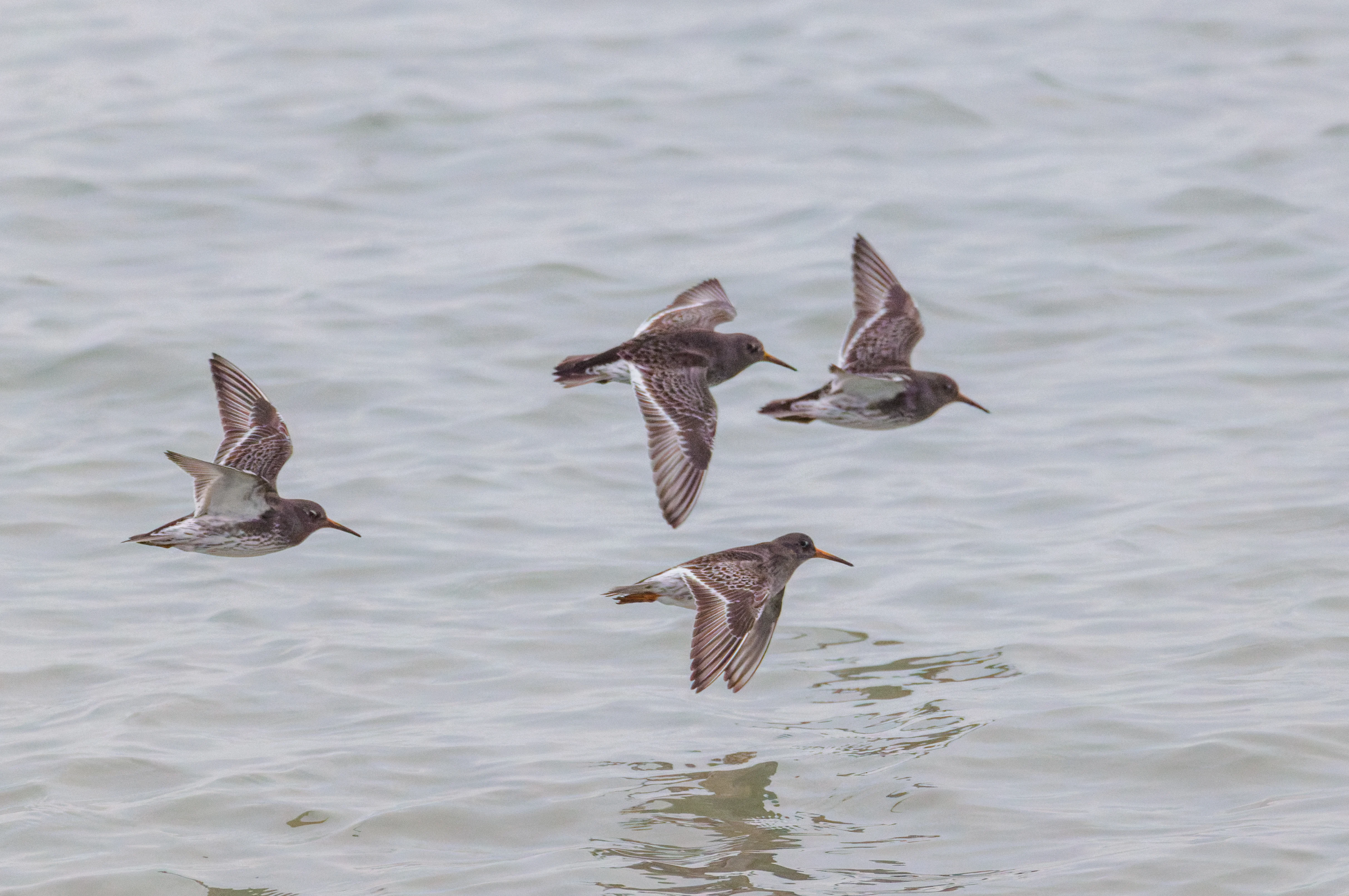 Purple Sandpipers, Zeeland, Netherlands — photo by Orlando Prugel-Bennett
