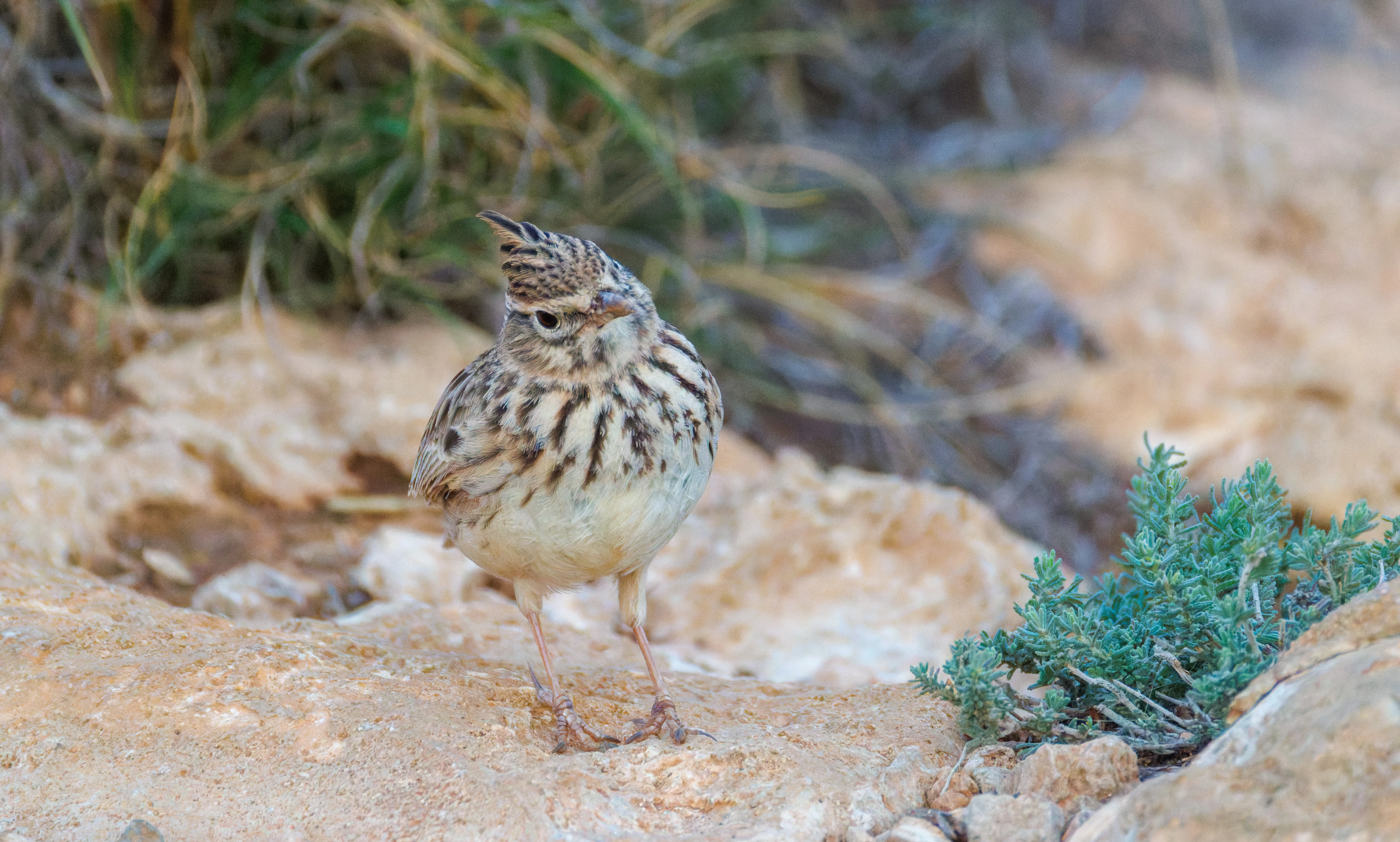 Thekla's Lark, Santa Pola Lighthouse, Alicante, Spain — photo by Orlando Prugel-Bennett